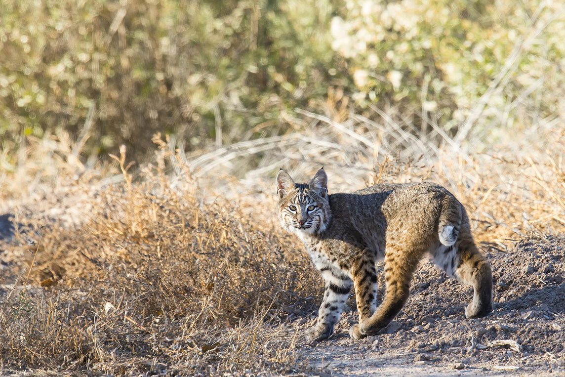 A bobcat I was lucky to come across while photographing birds.