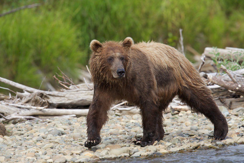 Brown bear fishing the shores for salmon
