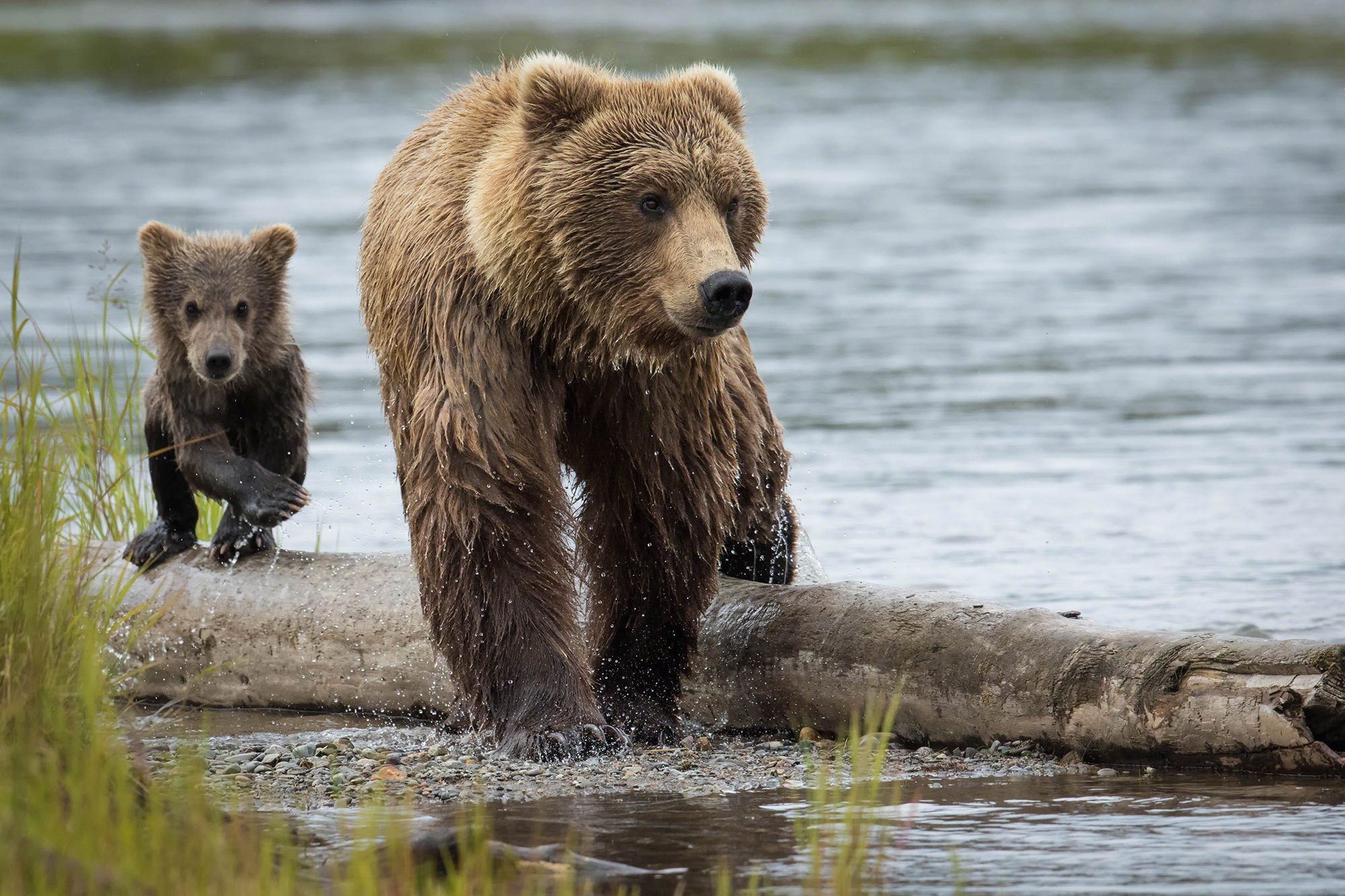 Mother bear fishing with cub, Katmai National Park