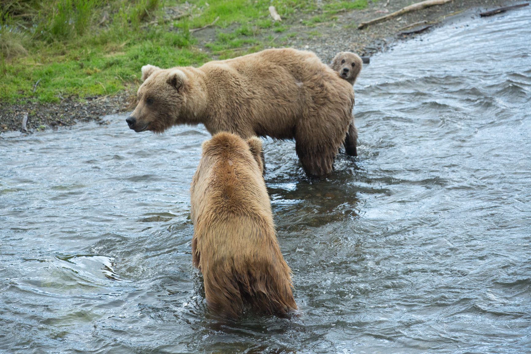 Bear cub hides behind mom.