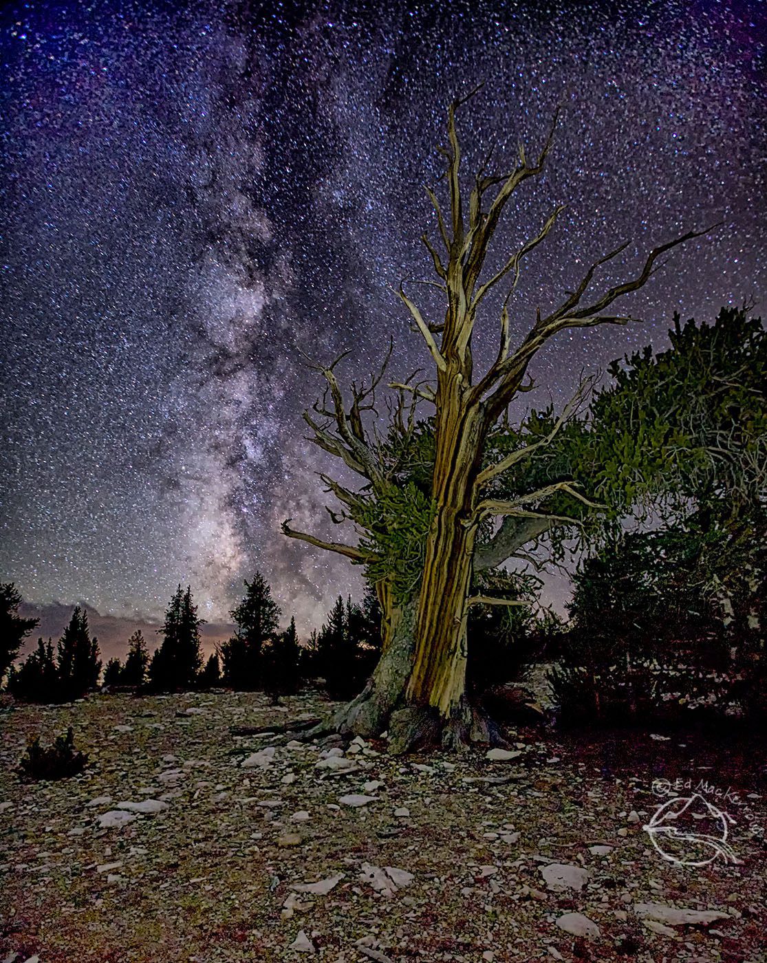 An ancient bristlecone pine experiences another night under the stars in the White Mountains of California.