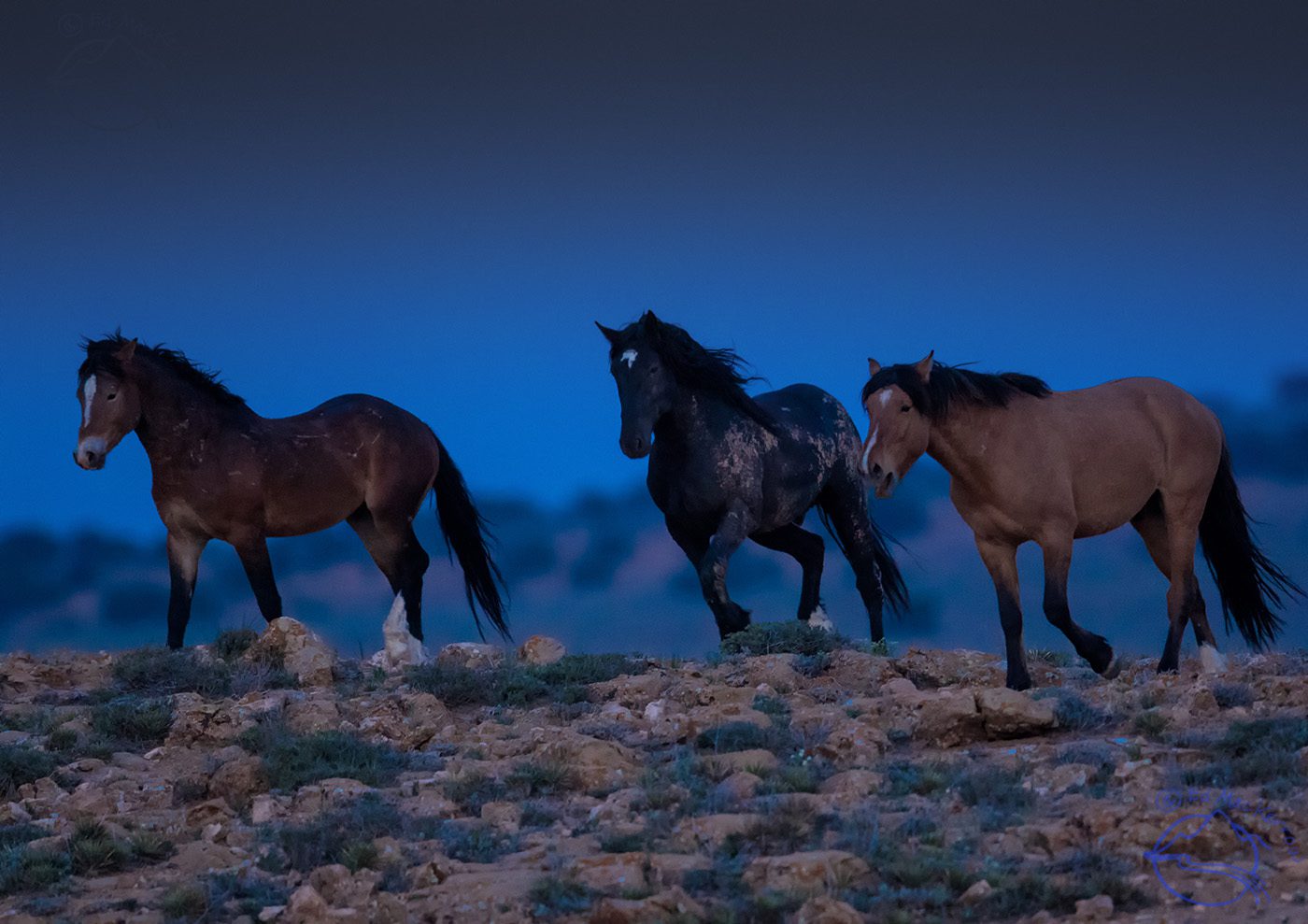 Wild Mustangs come thundering over a rise as night falls.