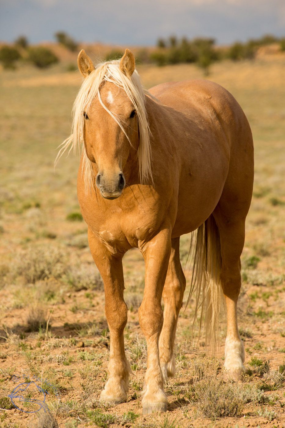 The lead stallion of a herd of 125 wild mustangs.