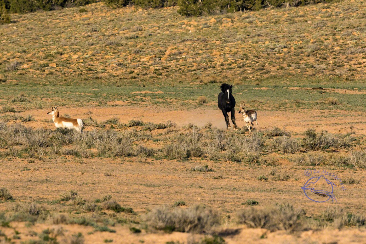 A mustang stallion plays a game of chase with an antelope.