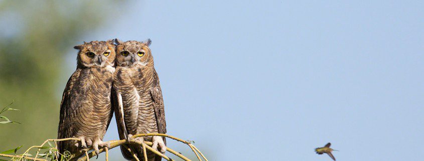 Two Great Horned Owls photo-bombed by a hummingbird