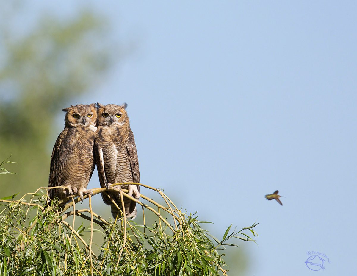 Two Great Horned Owls photo-bombed by a hummingbird