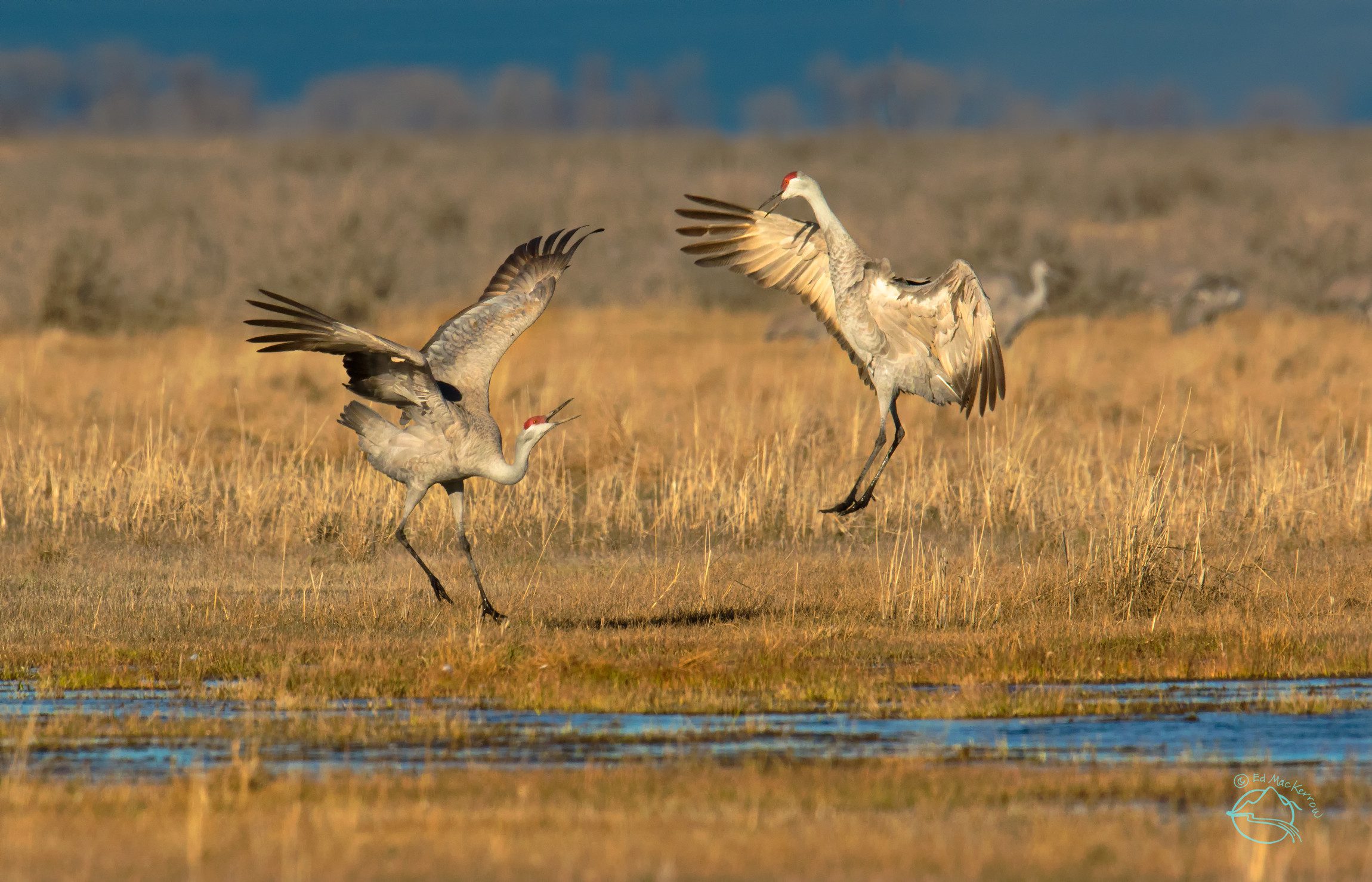 SandhillCraneDance_MVNWR_EdMacKerrow_web2300