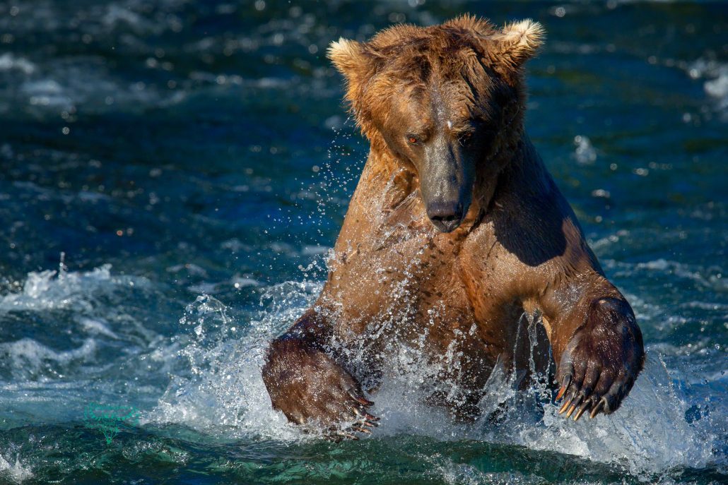 Brown Bear chasing salmon