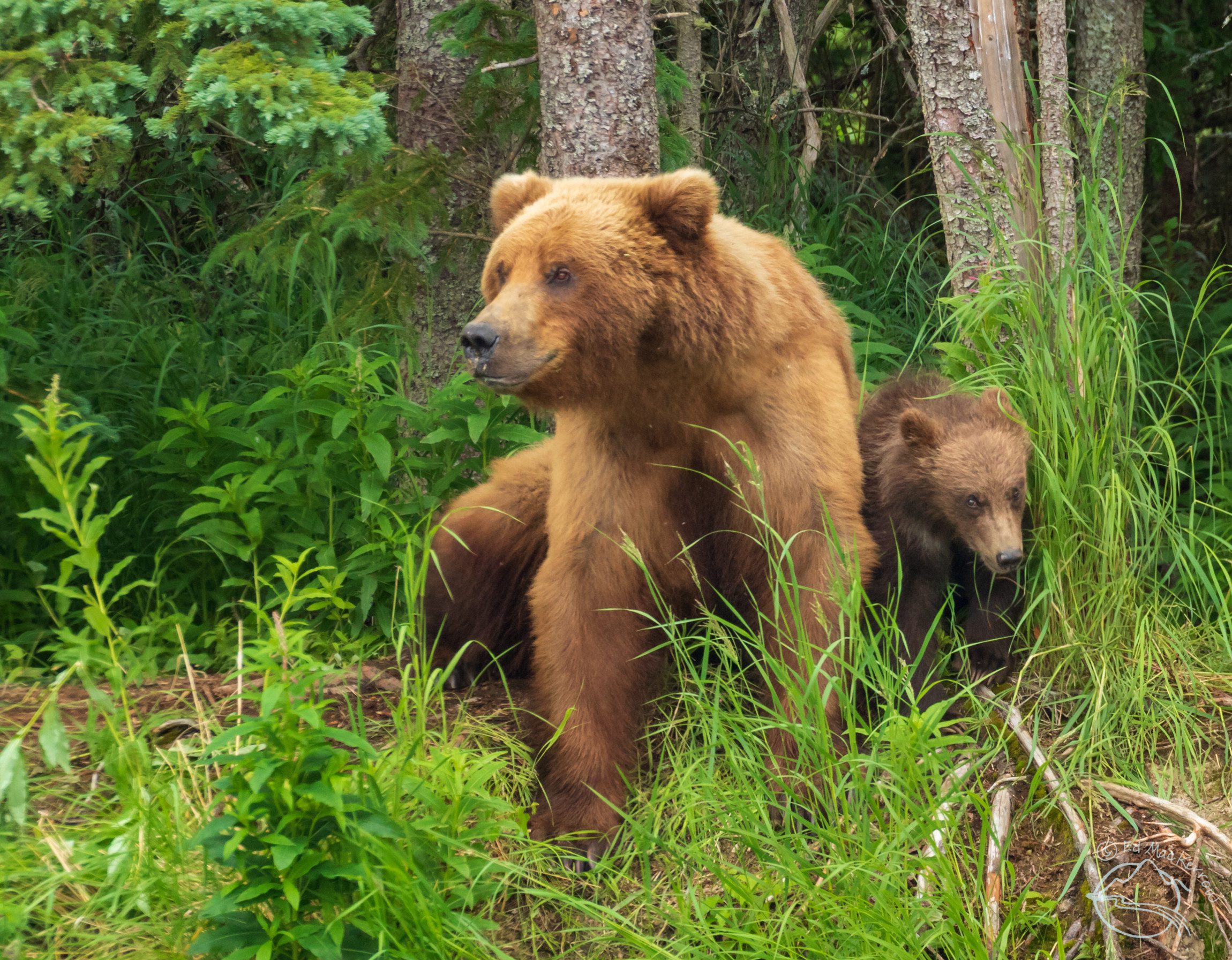 Grizzly bear sow, 2 cubs trapped and relocated after moving into