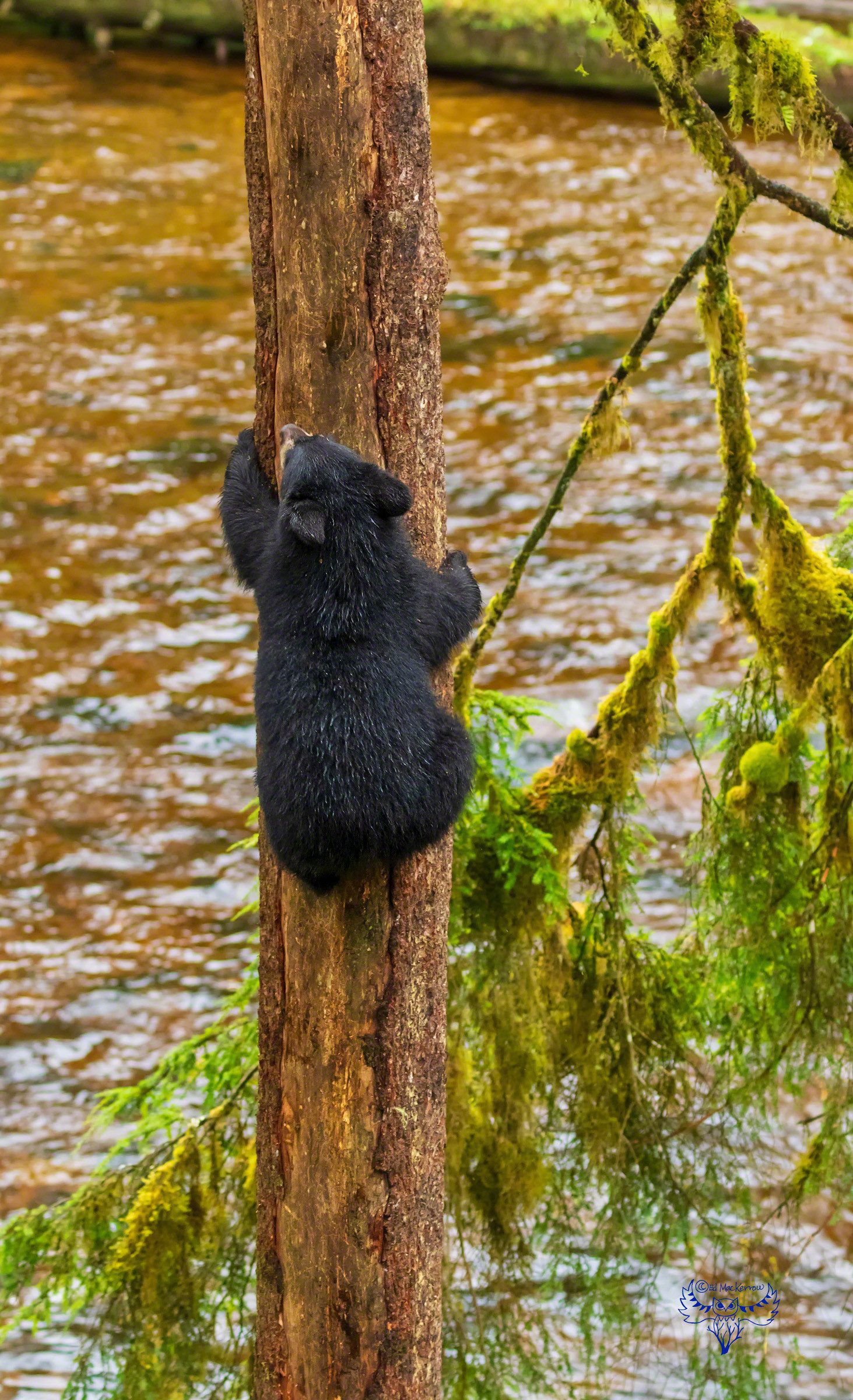 Black bear cub gracefully climbs slippery tree in the rain.