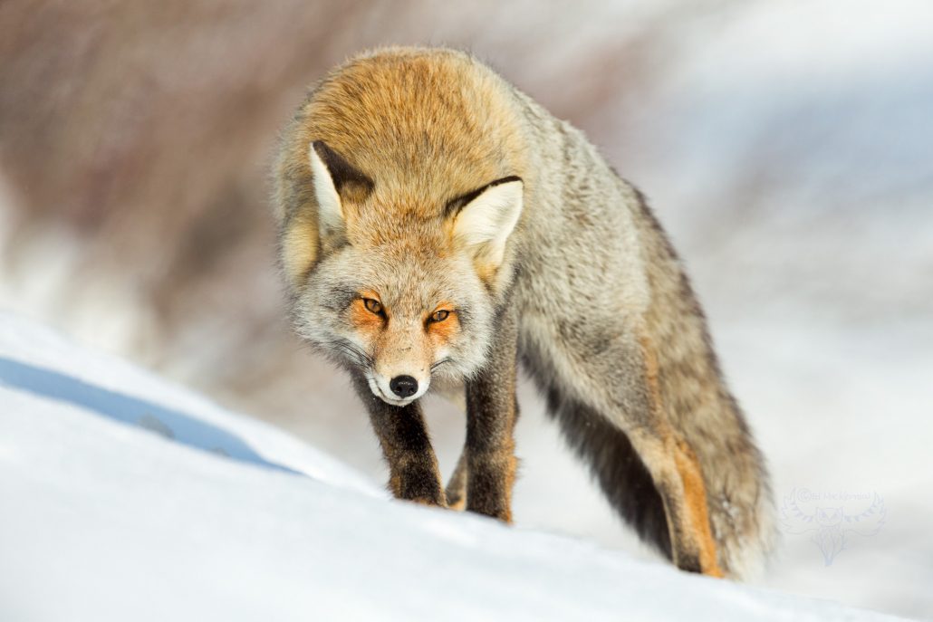 Cross Fox in warm sun on the snow.