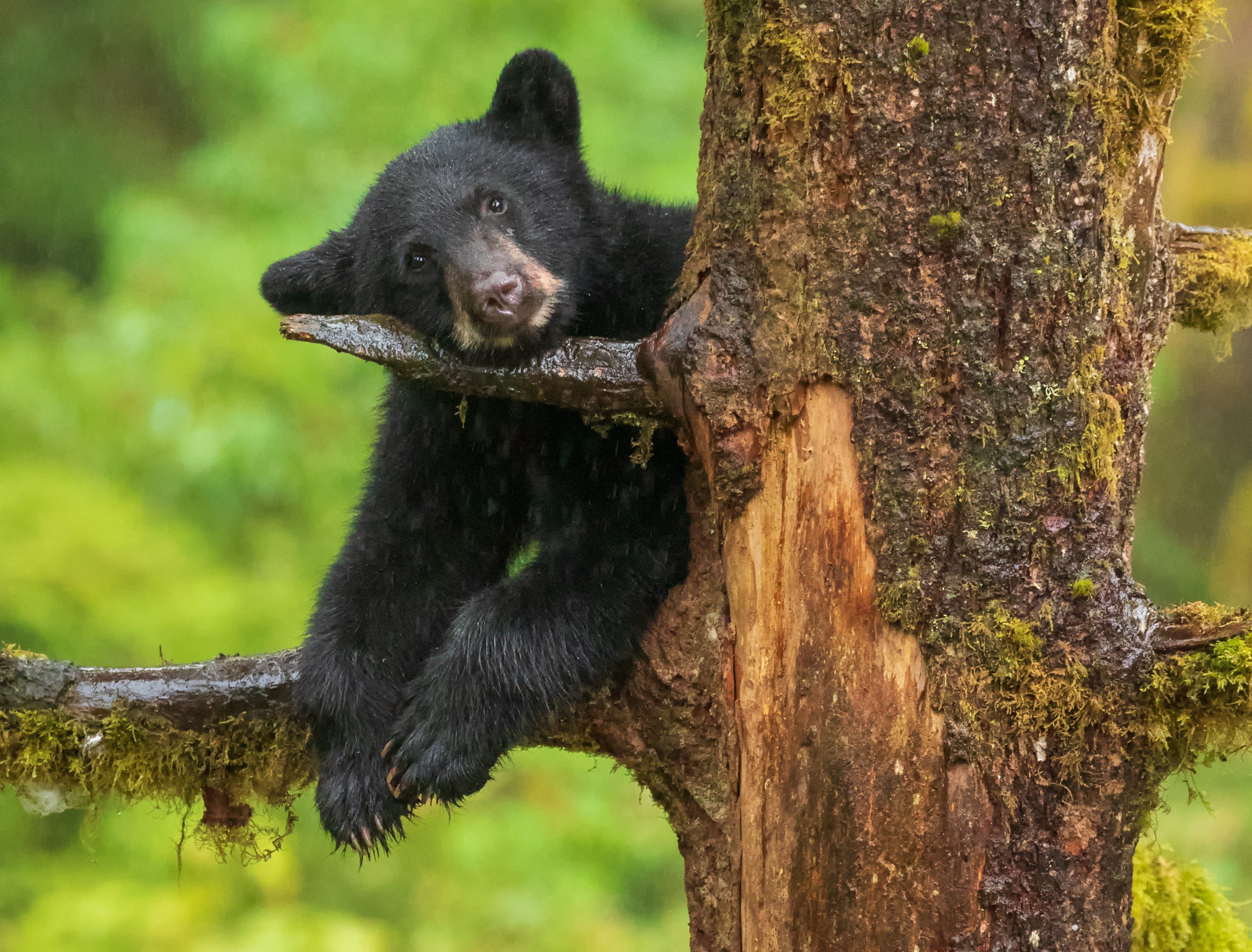 Black bear cub resting its head on tree branch in the rain.