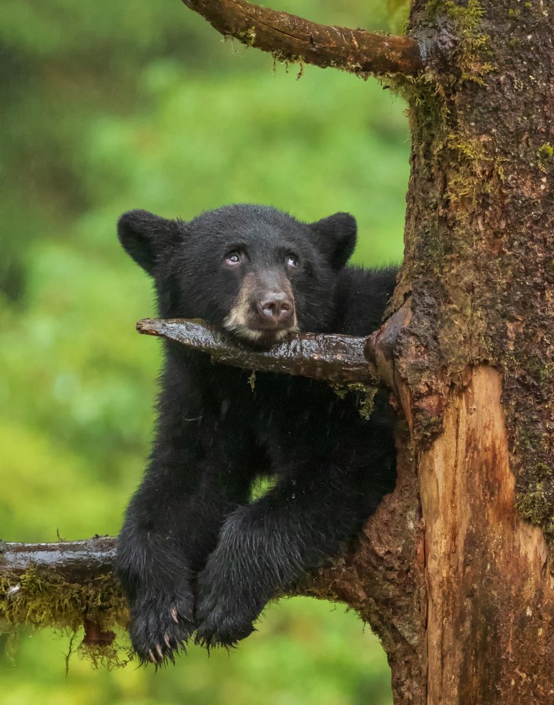 Black bear cub with a funny look on its face up in a tree.