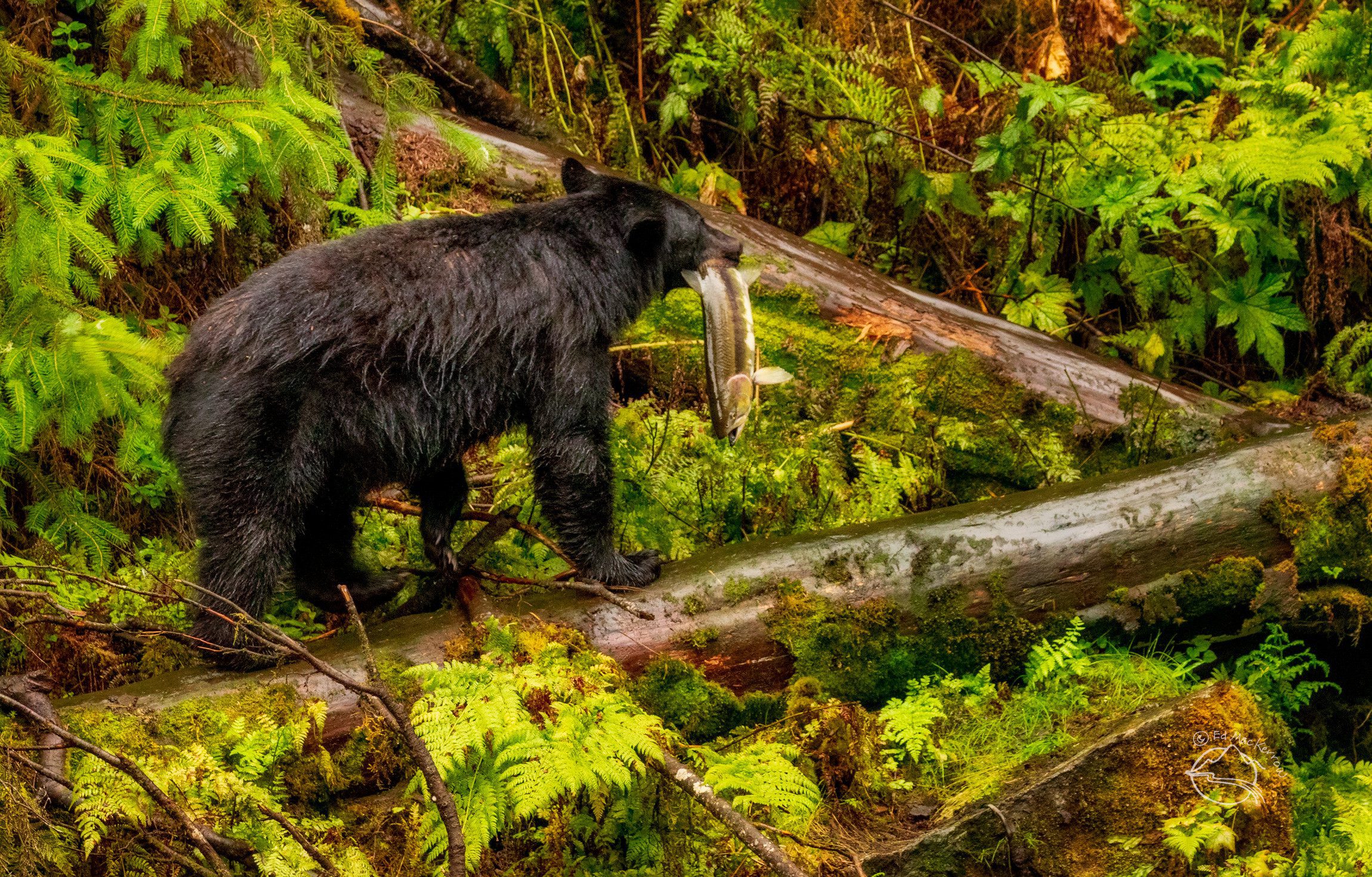 Adult black bear with pink salmon on log.
