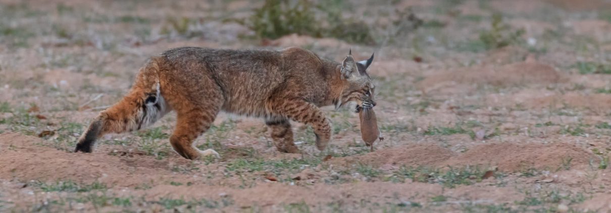 Bobcat helping with gopher control on a farm