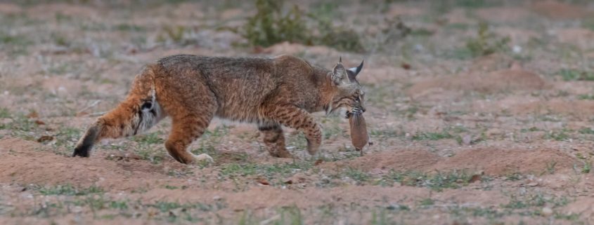 Bobcat helping with gopher control on a farm