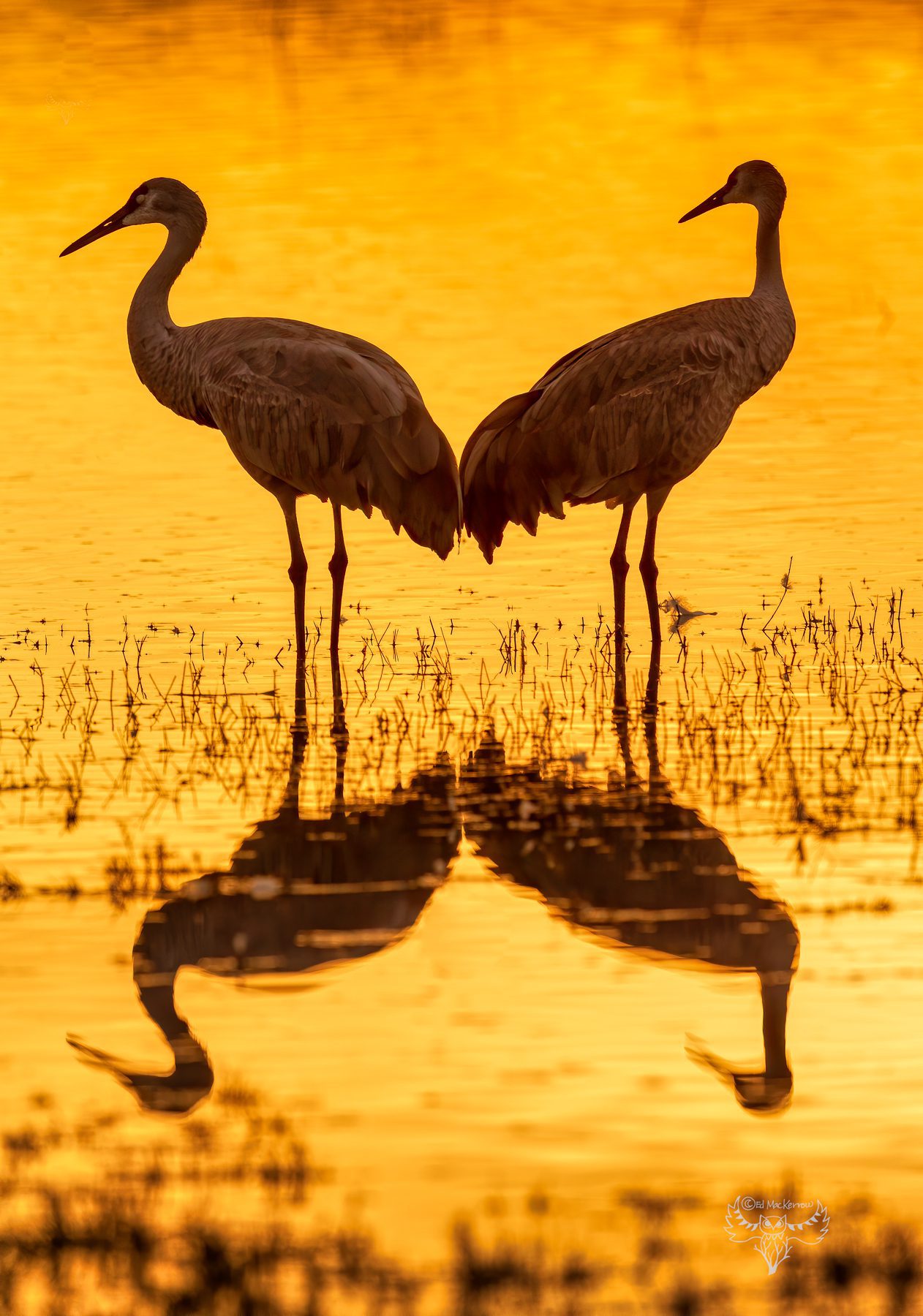 Back to Back Cranes in Yellow Pond