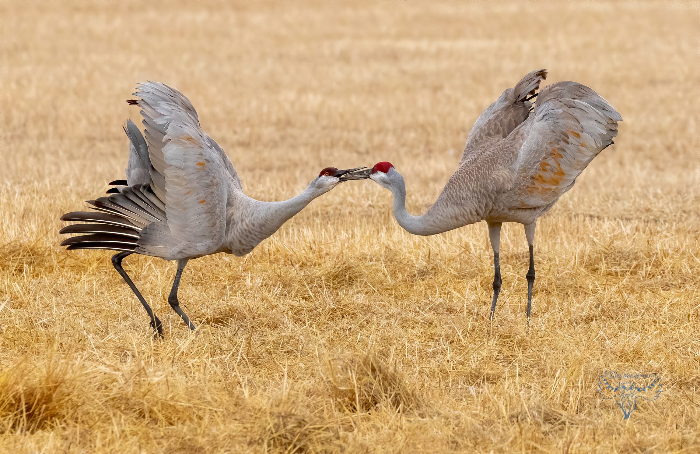 Two Sandhill Cranes kissing during courtship dance