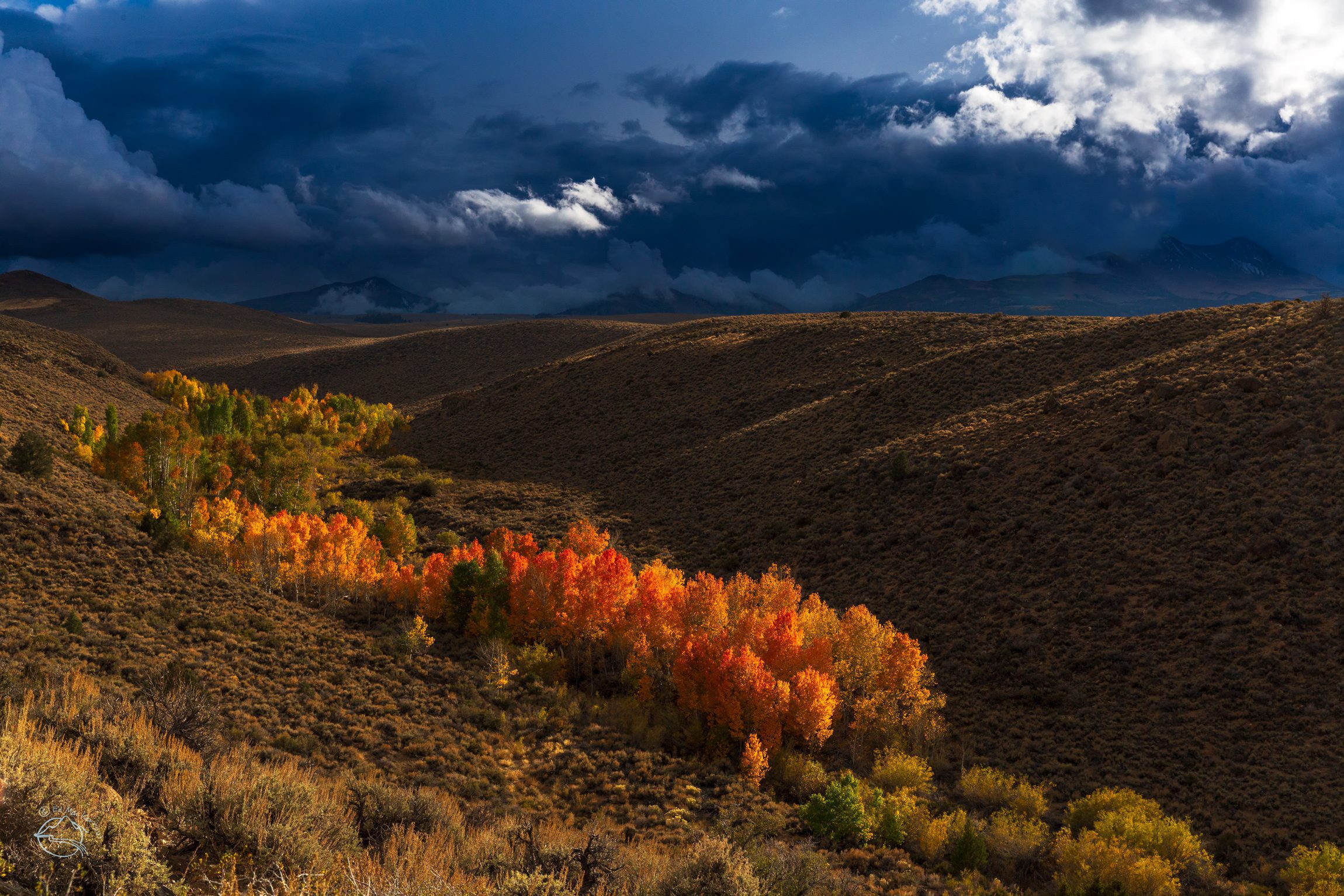Red, orange, and yellow aspen trees in the Sierra Nevada.