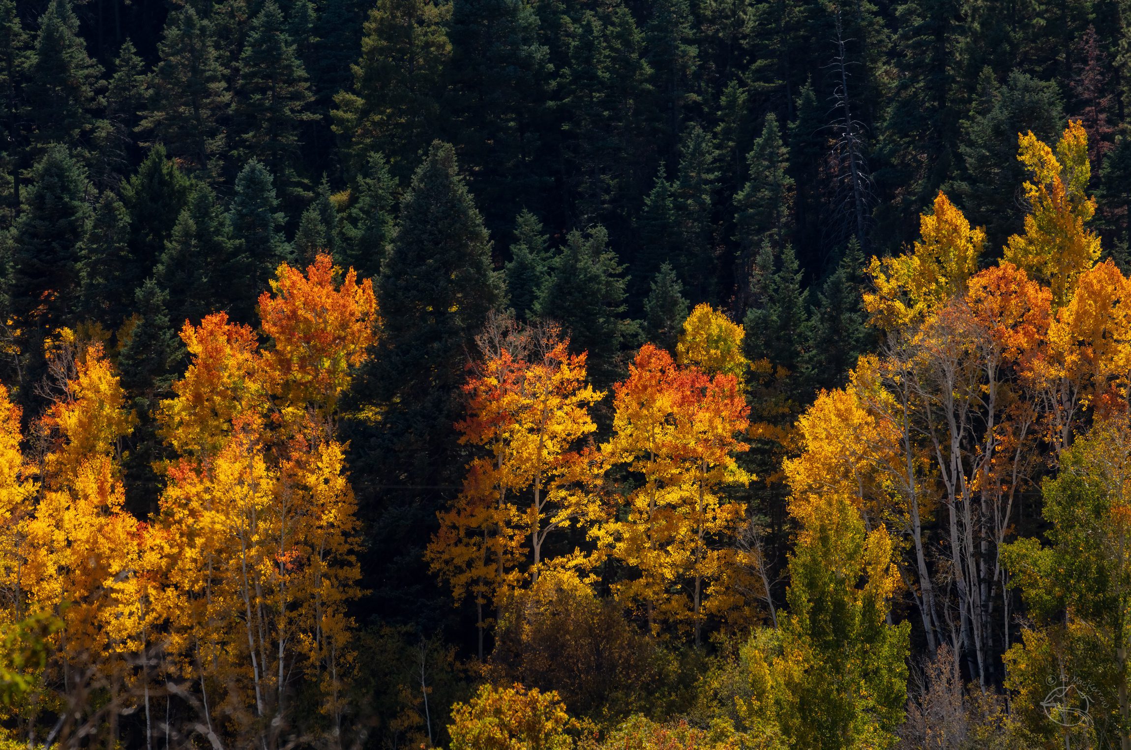Red aspen trees in a New Mexico forest.