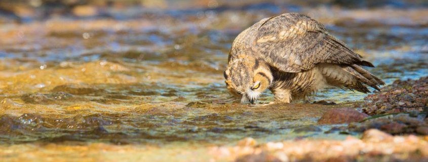 Great Horned Owl drinking water from stream