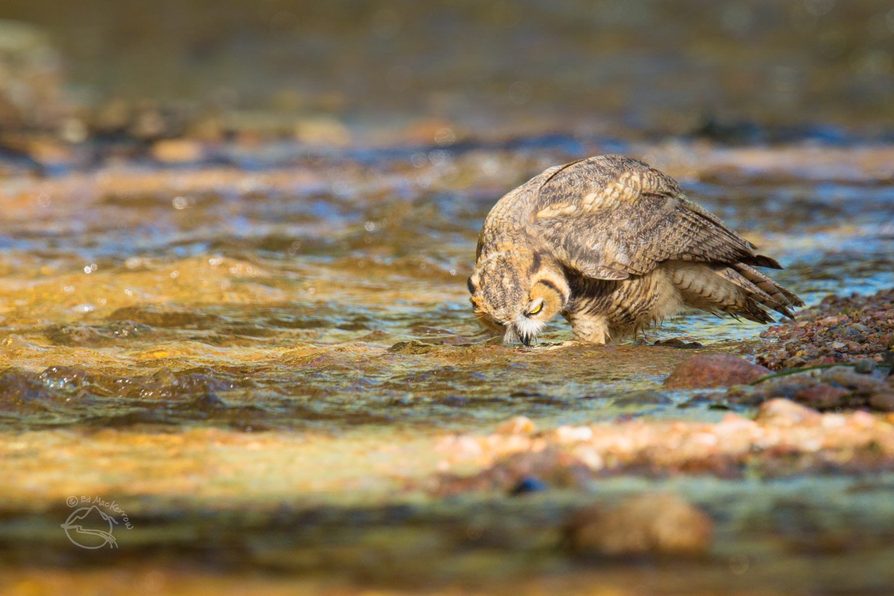 Great Horned Owl drinking water from stream