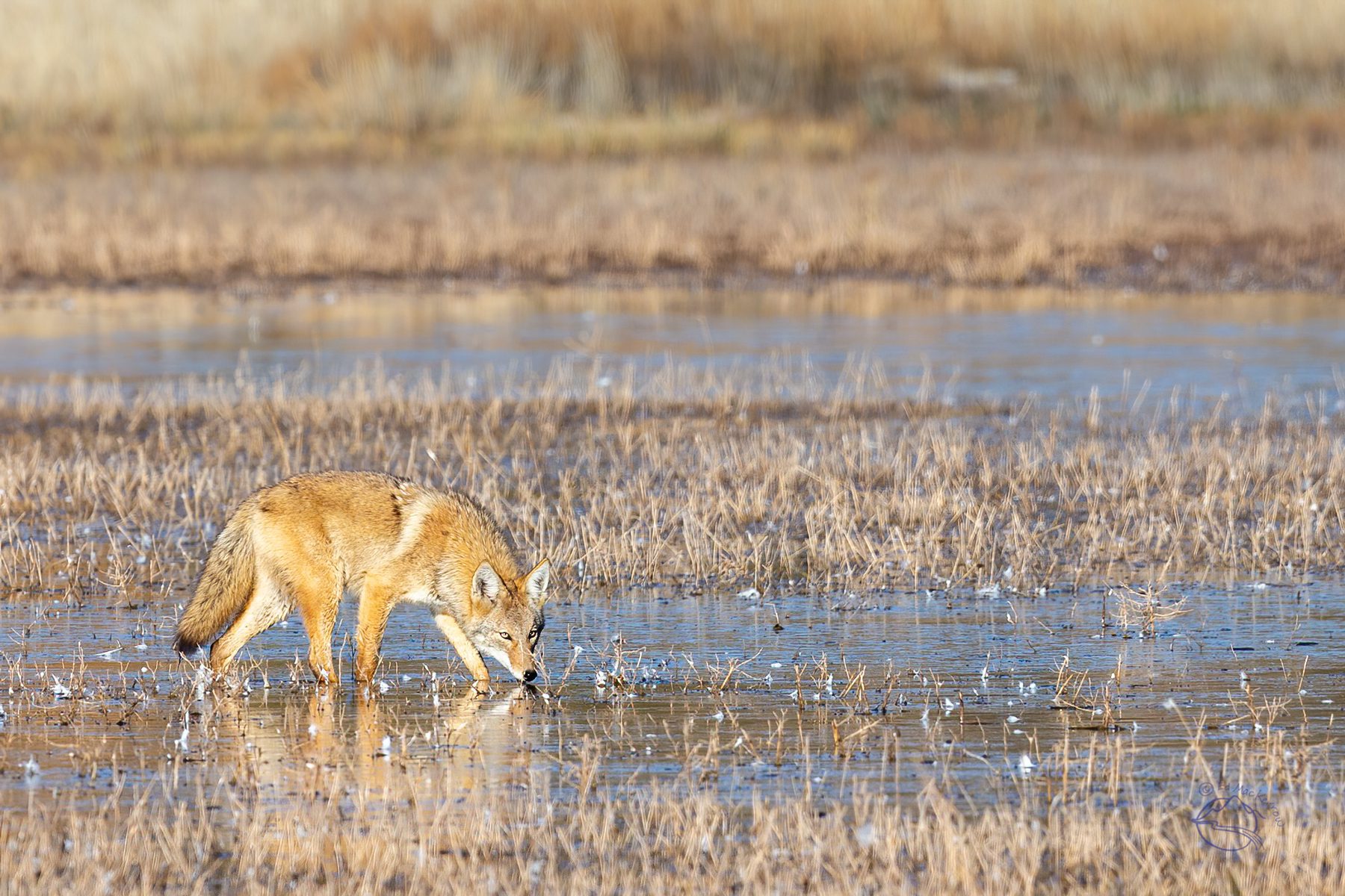 Coyote in pond at the Bosque del Apache hunting ducks