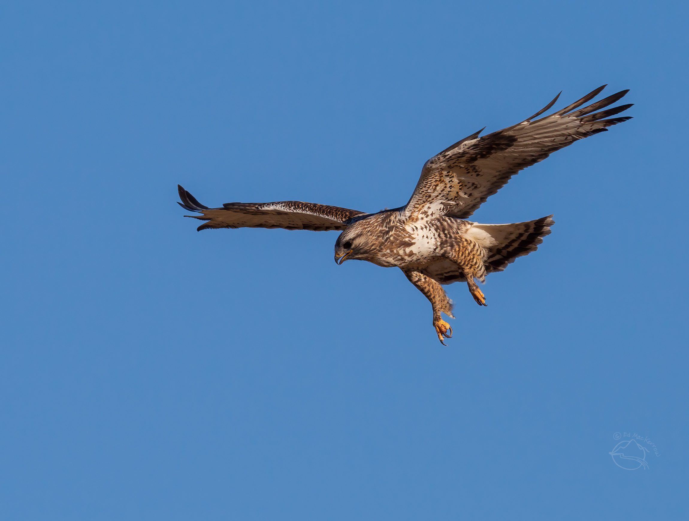 Rough-legged hawk about to pounce on prey