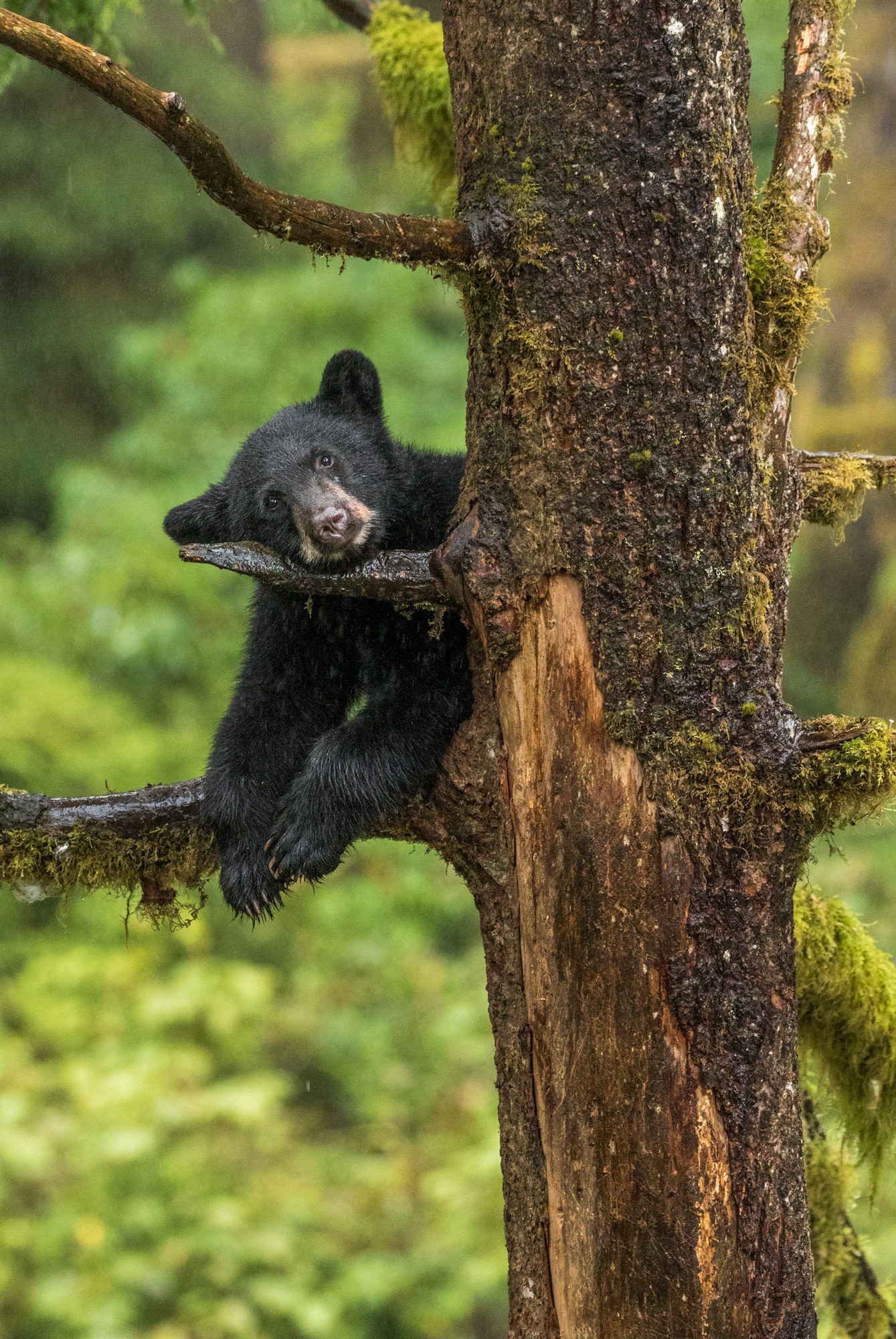 Black bear cub in a tree on a rainy day