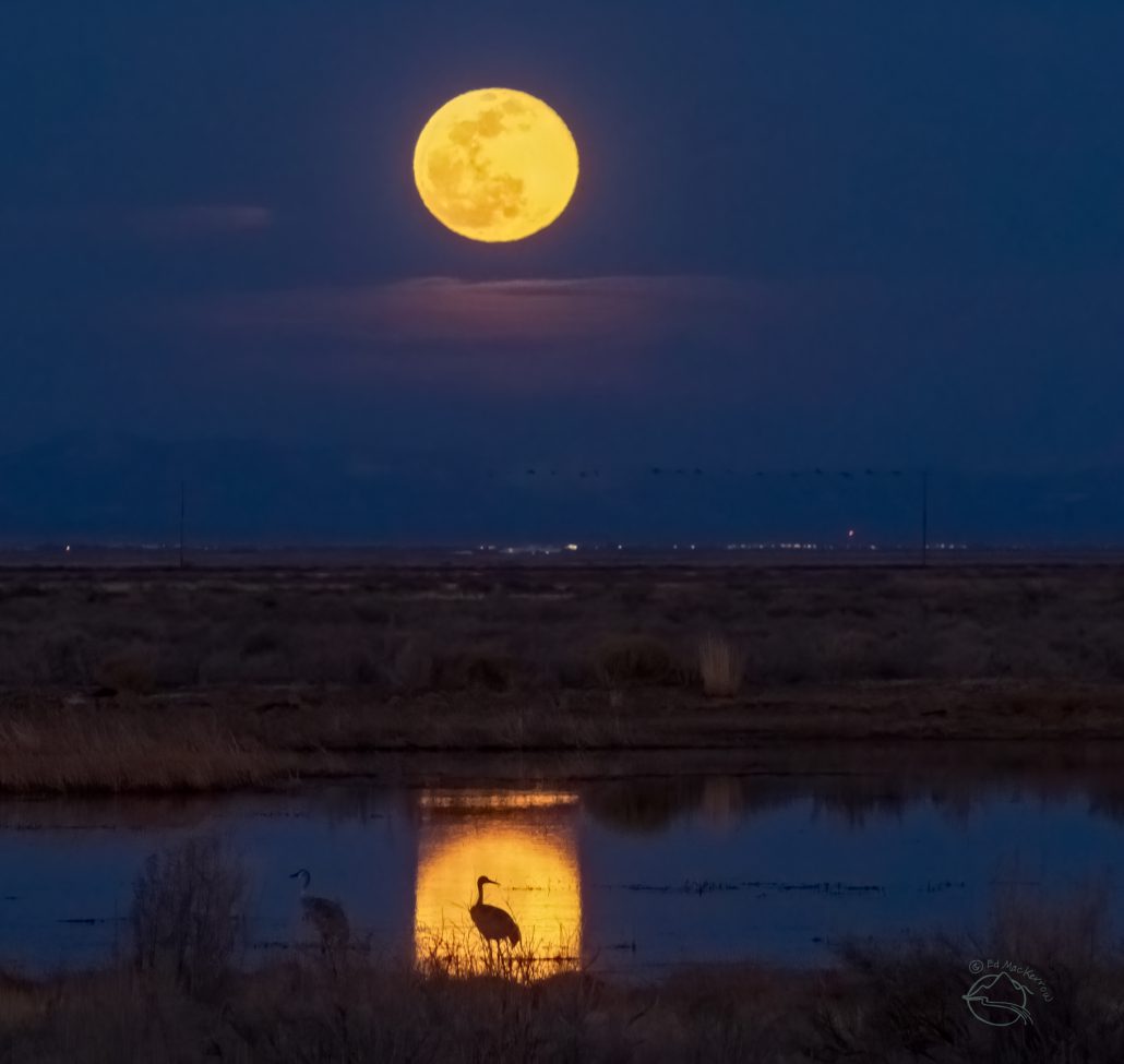 Sandhill Crane in the light of a reflected full moon at the Monte Vista National Wildlife Refuge, Colorado