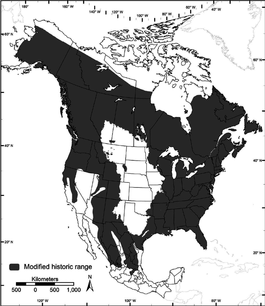 Historical Range of the Black Bear in North America