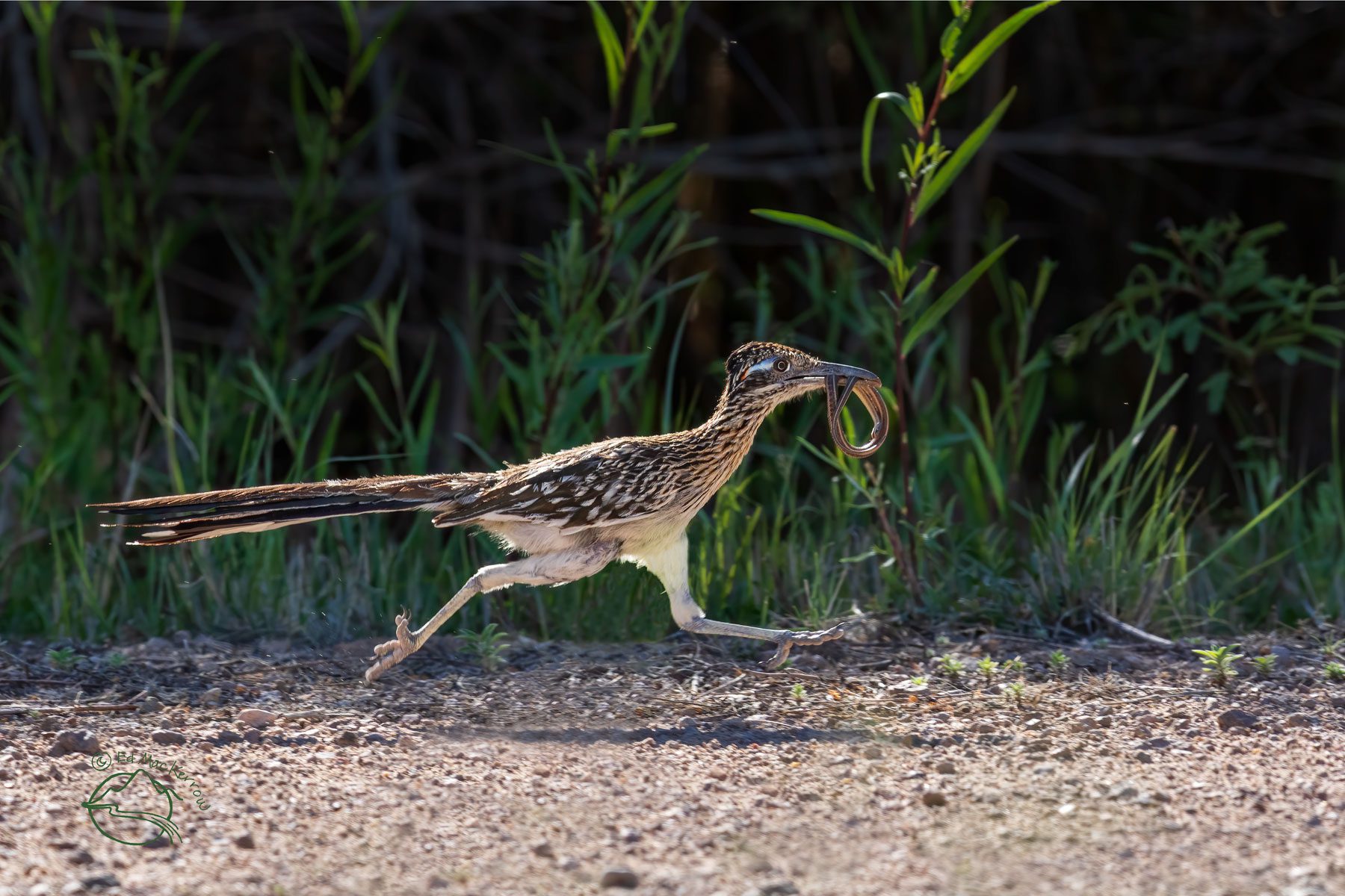 Roadrunner with a snake at the Bosque del Apache NWR