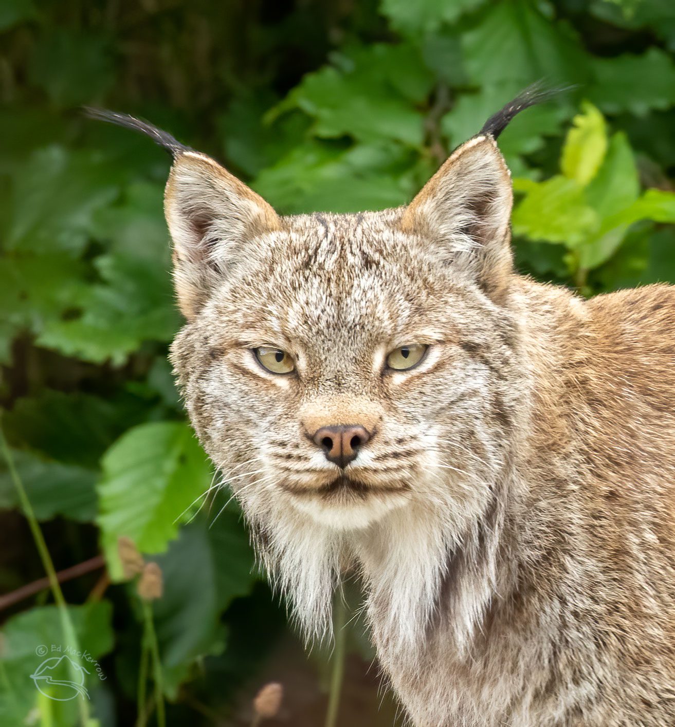 Canada Lynx in Katmai National Park & Preserve