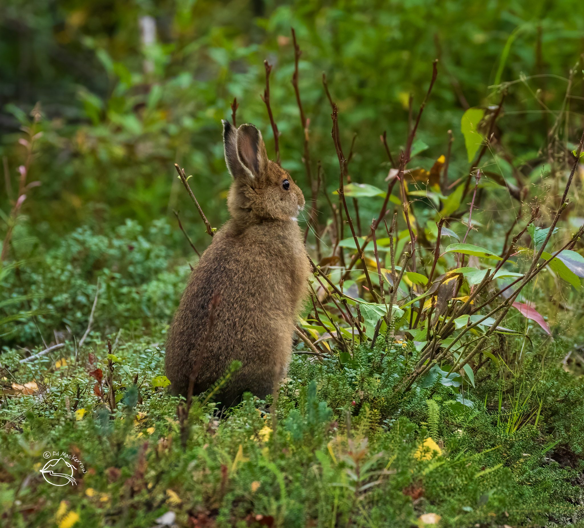 Snowshoe hare in Katmai during the peak of the lynx cycle