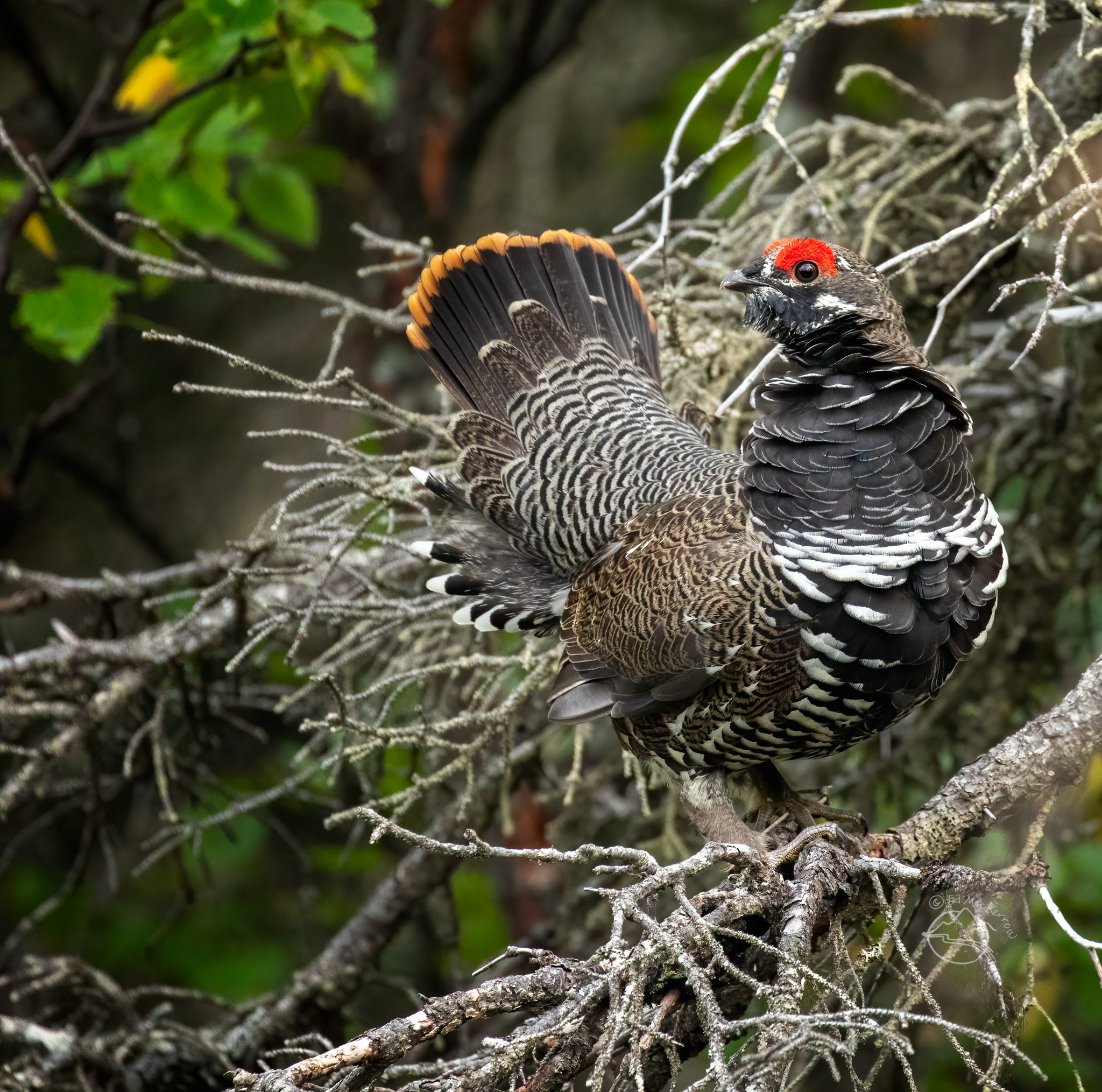 Male spruce grouse in Katmai during the peak of the lynx cycle