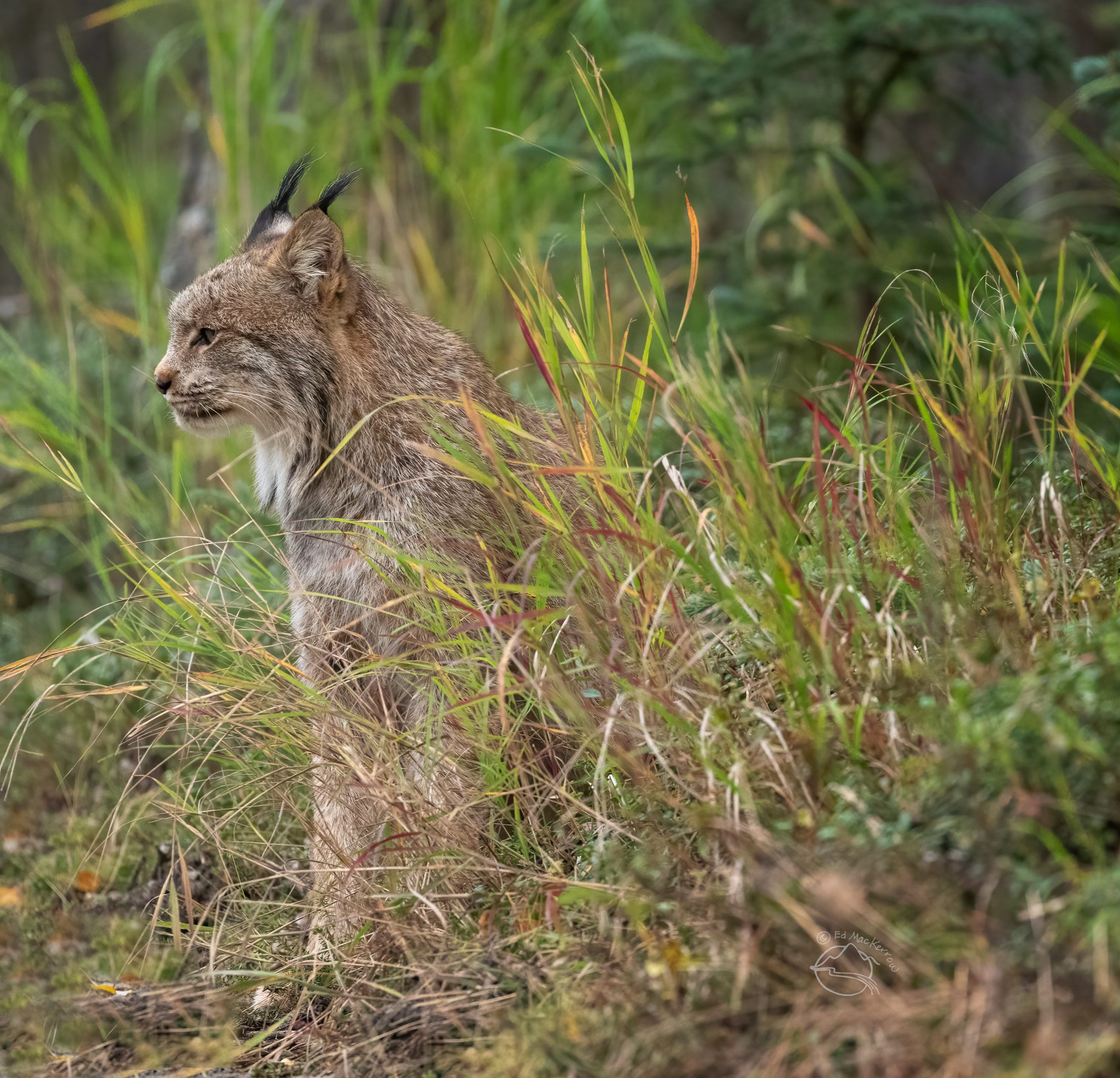 Canada Lynx in Katmai National Park & Preserve during the Peak of the Lynx Cycle. 2022
