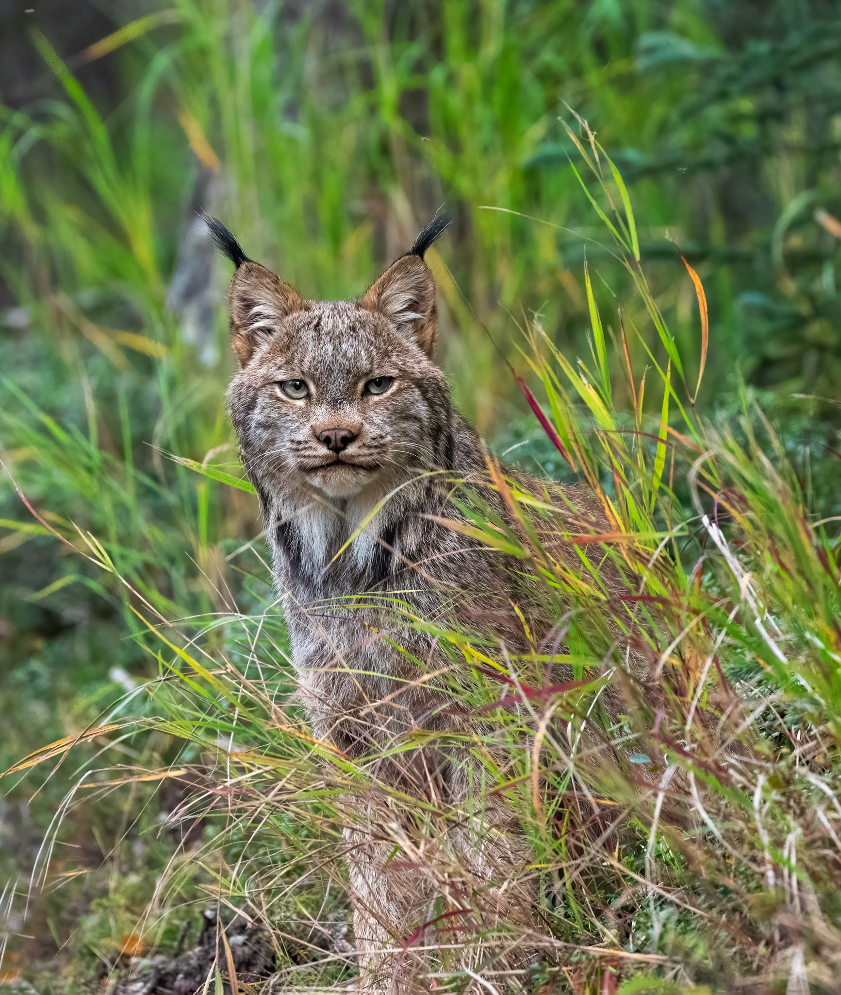 Canada Lynx in Katmai National Park & Preserve during the Peak of the Lynx Cycle. 2022