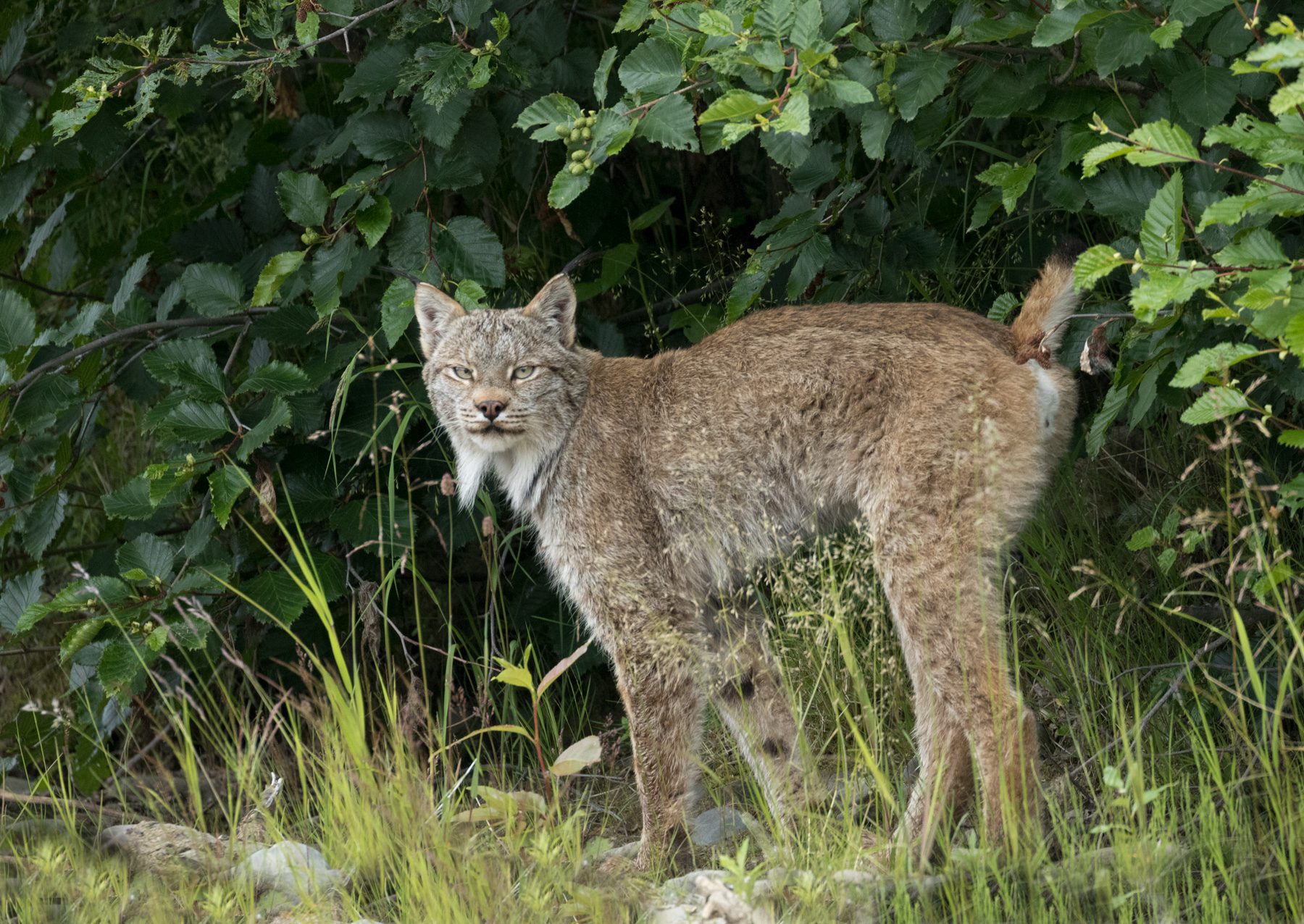 Canada Lynx in Katmai National Park & Preserve