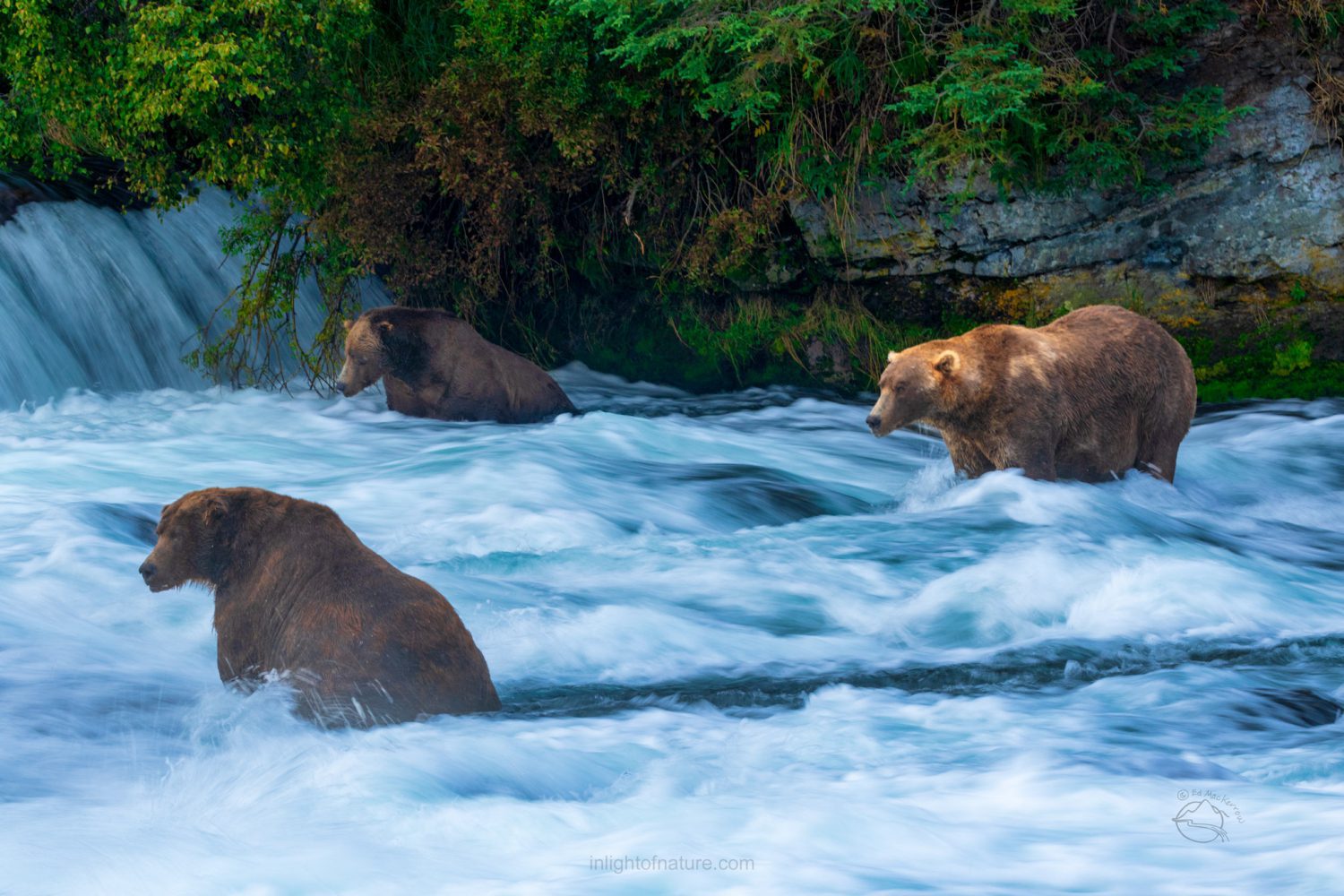 Otis, the King of Katmai, Bear 480 In Light of Nature