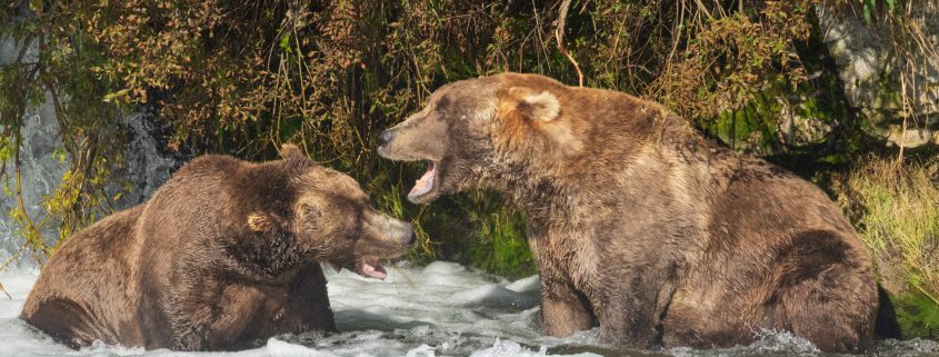 Otis Bear 480 next to Bear 801 iat Brooks Falls, Katmai, Alaska