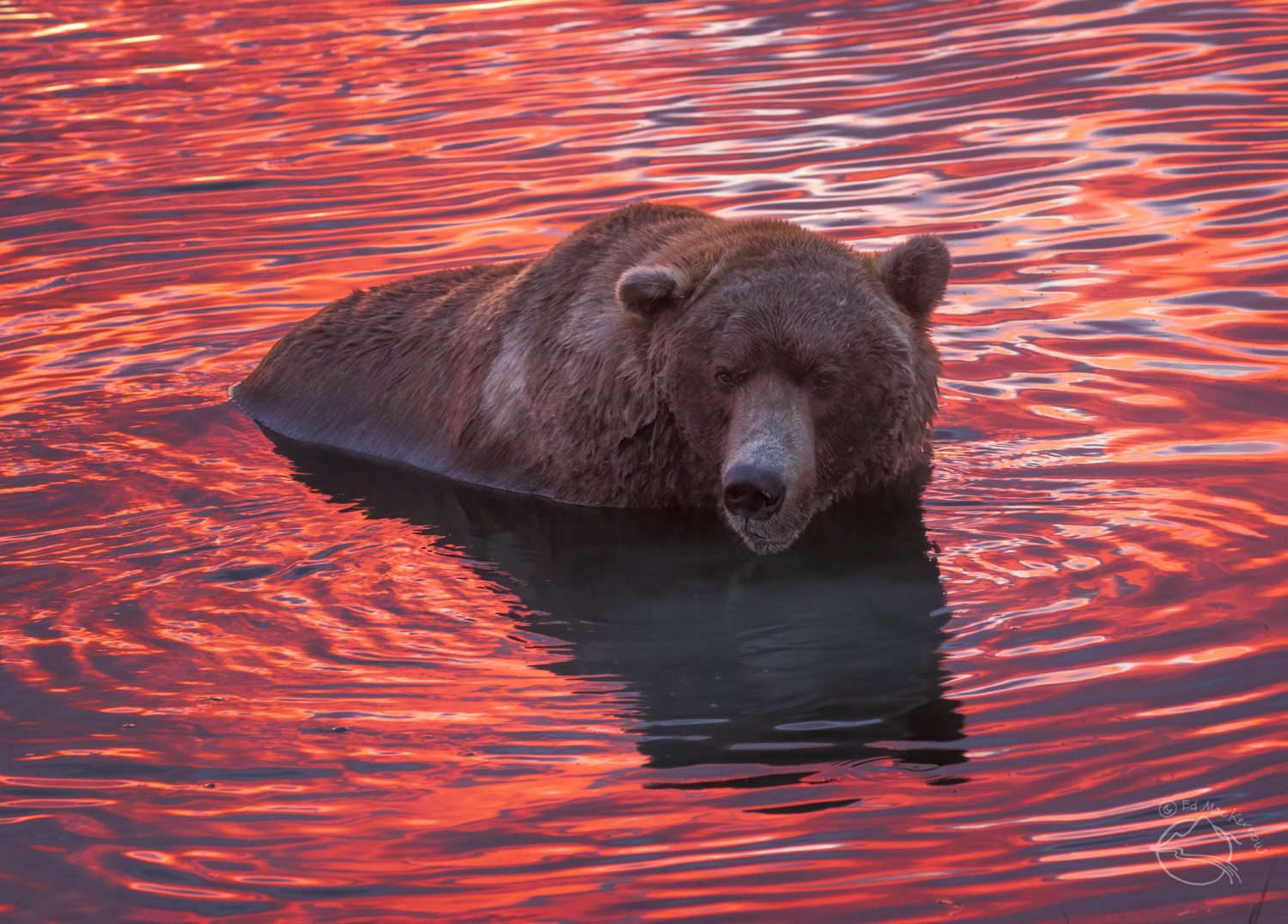 Otis, the King of Katmai, Bear 480 In Light of Nature