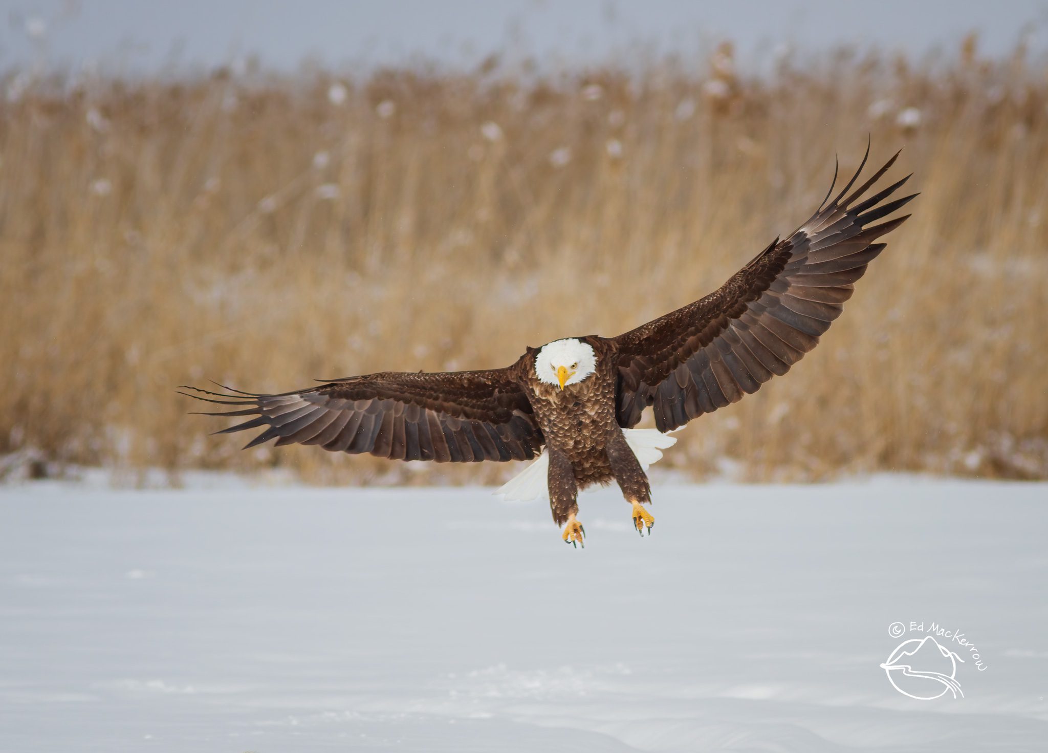 A Bald Eagle lands in the snow with a full wing span.