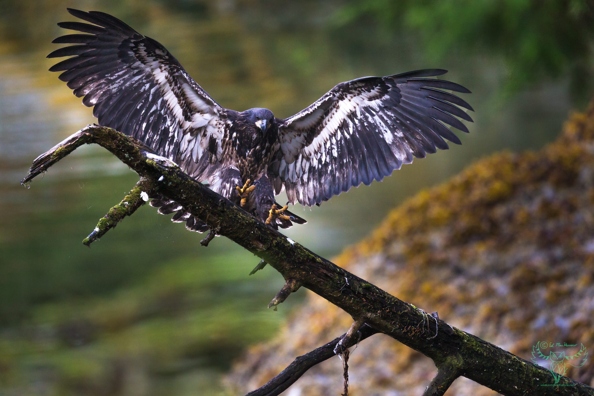 Picture of a juvenile bald eagle landing on a log in the rainforest of SE Alaska.