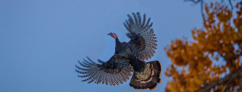 Wild turkey flying up into cottonowood tree to roost.
