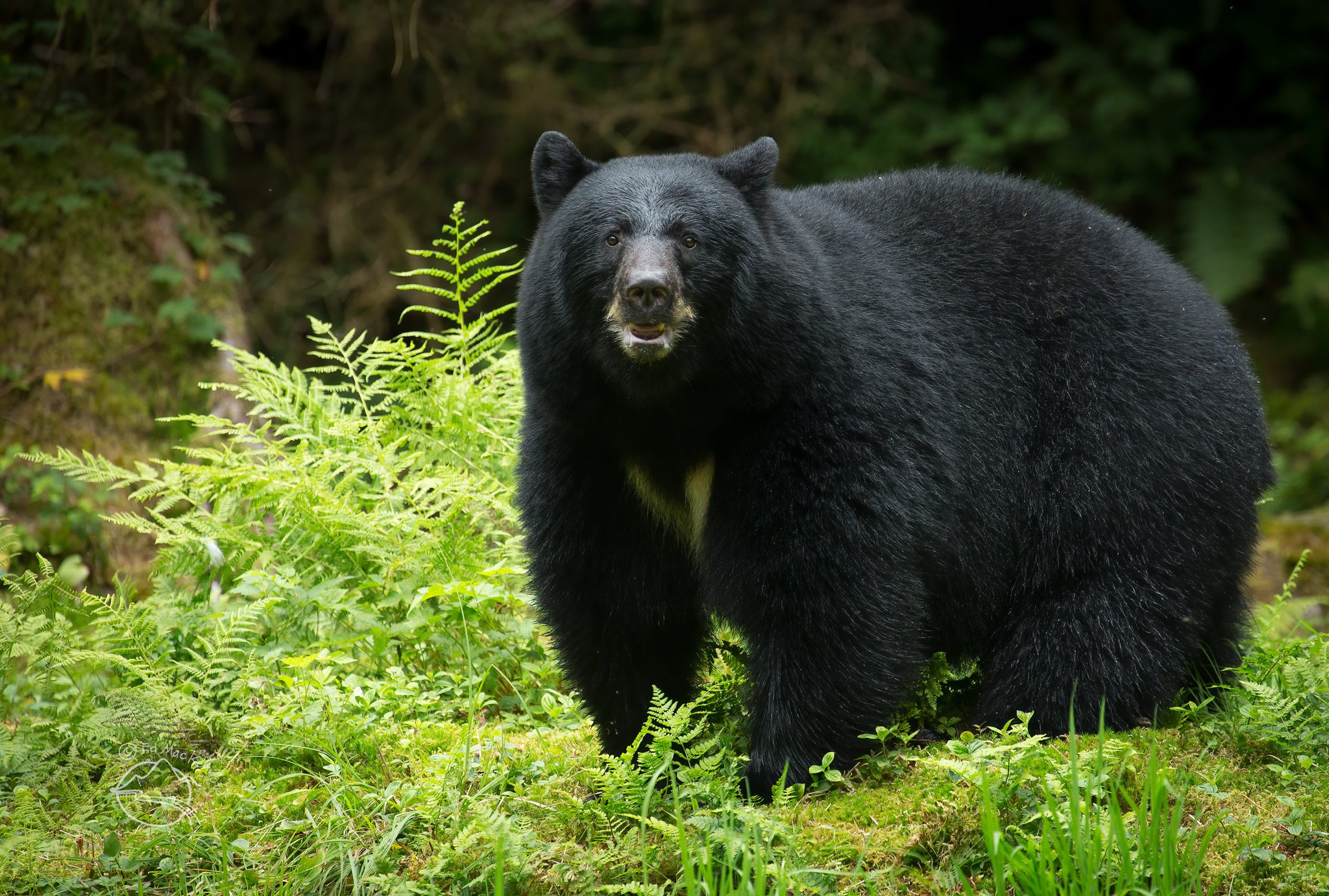 Large female black bear in the Tongass National Rainforest, Alaska
