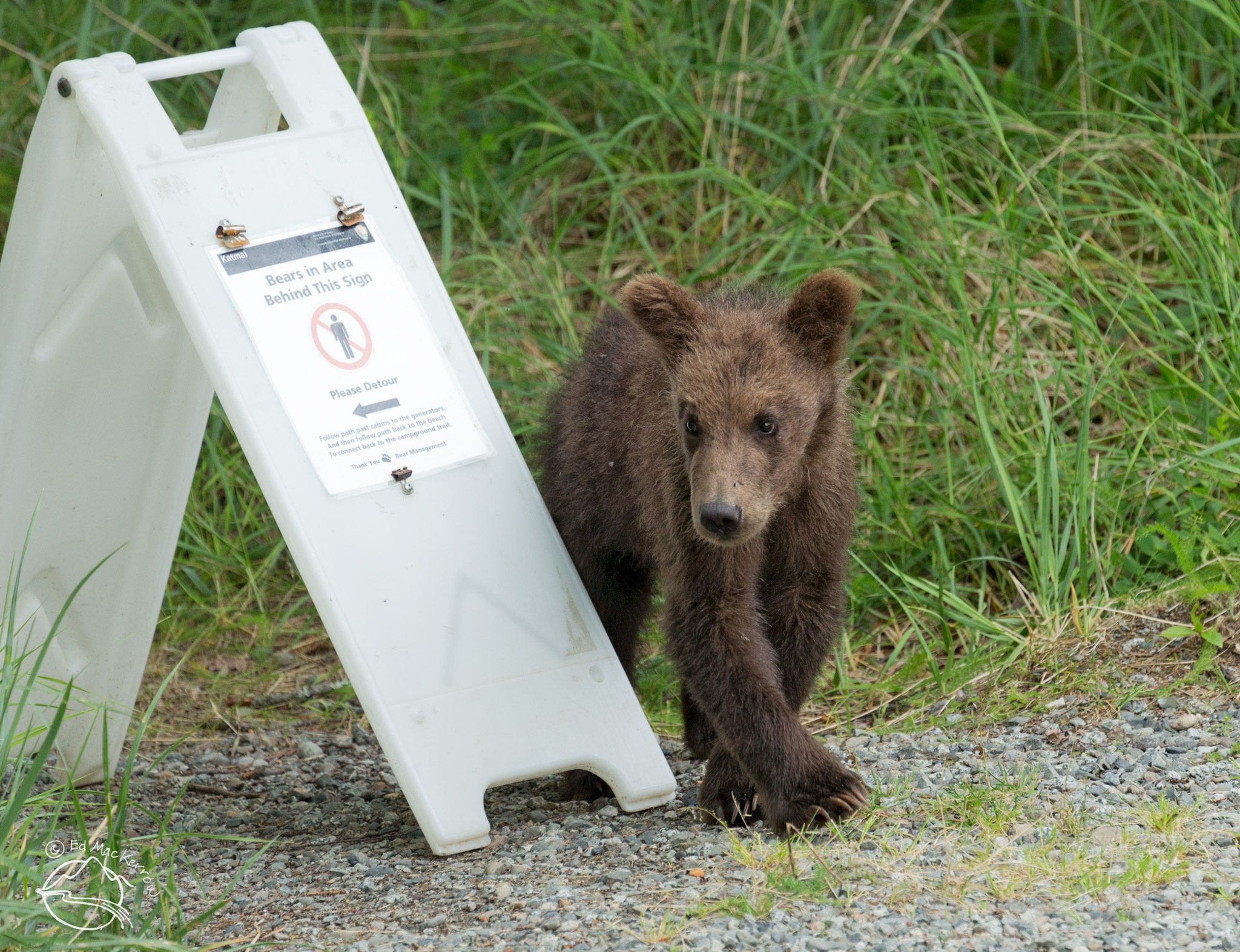 A spring brown bear cub walking by a sign to keep people away from bears at Katmai National Park & Preserve.