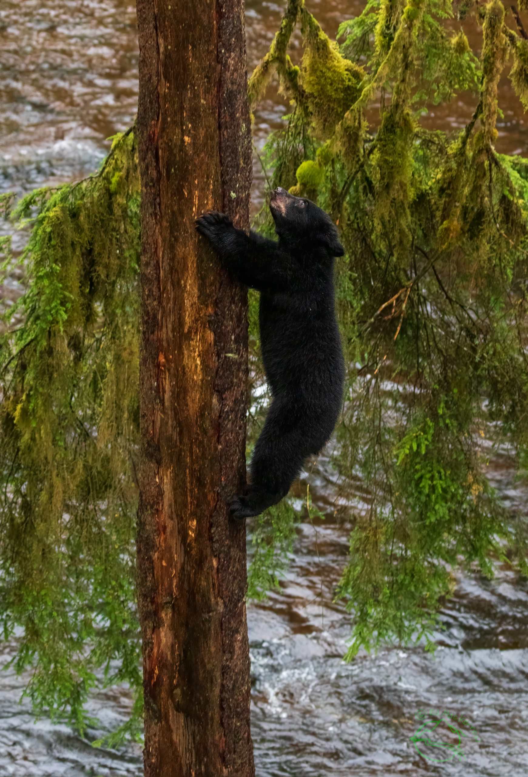 Black bear clming a tree in Alaska