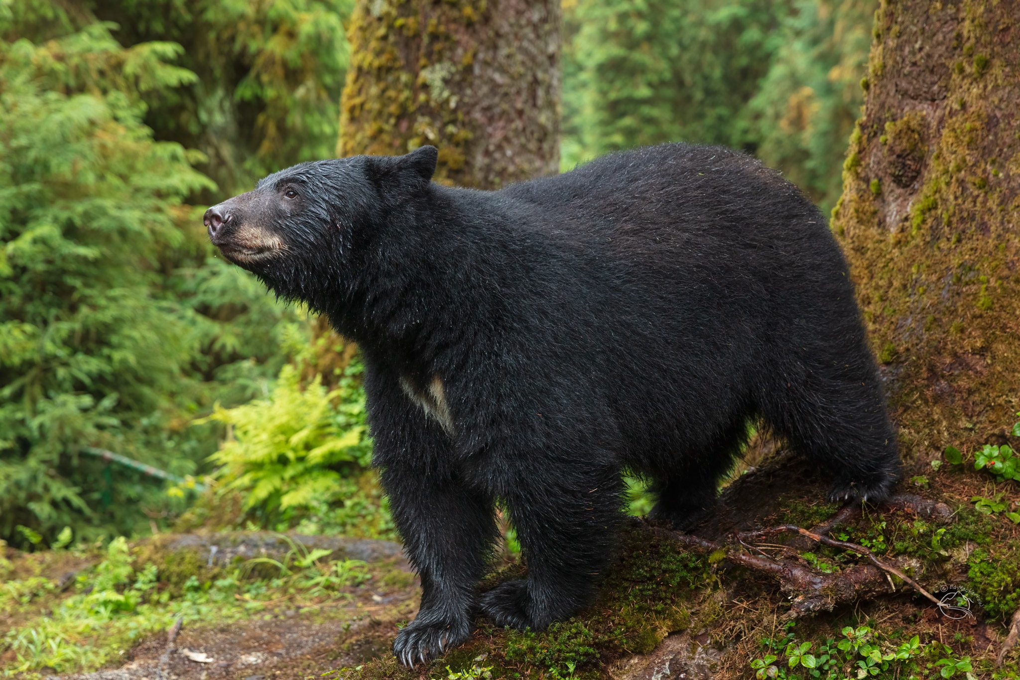 Black bear in the temperate rain forest of Alaska.