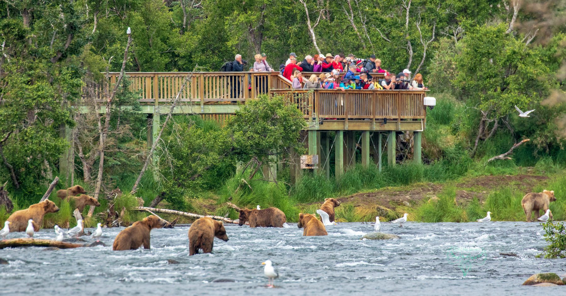 People on the Brooks Falls Platform viewing bears in the Brooks River, Katmai National Park & Preserve, Alaska