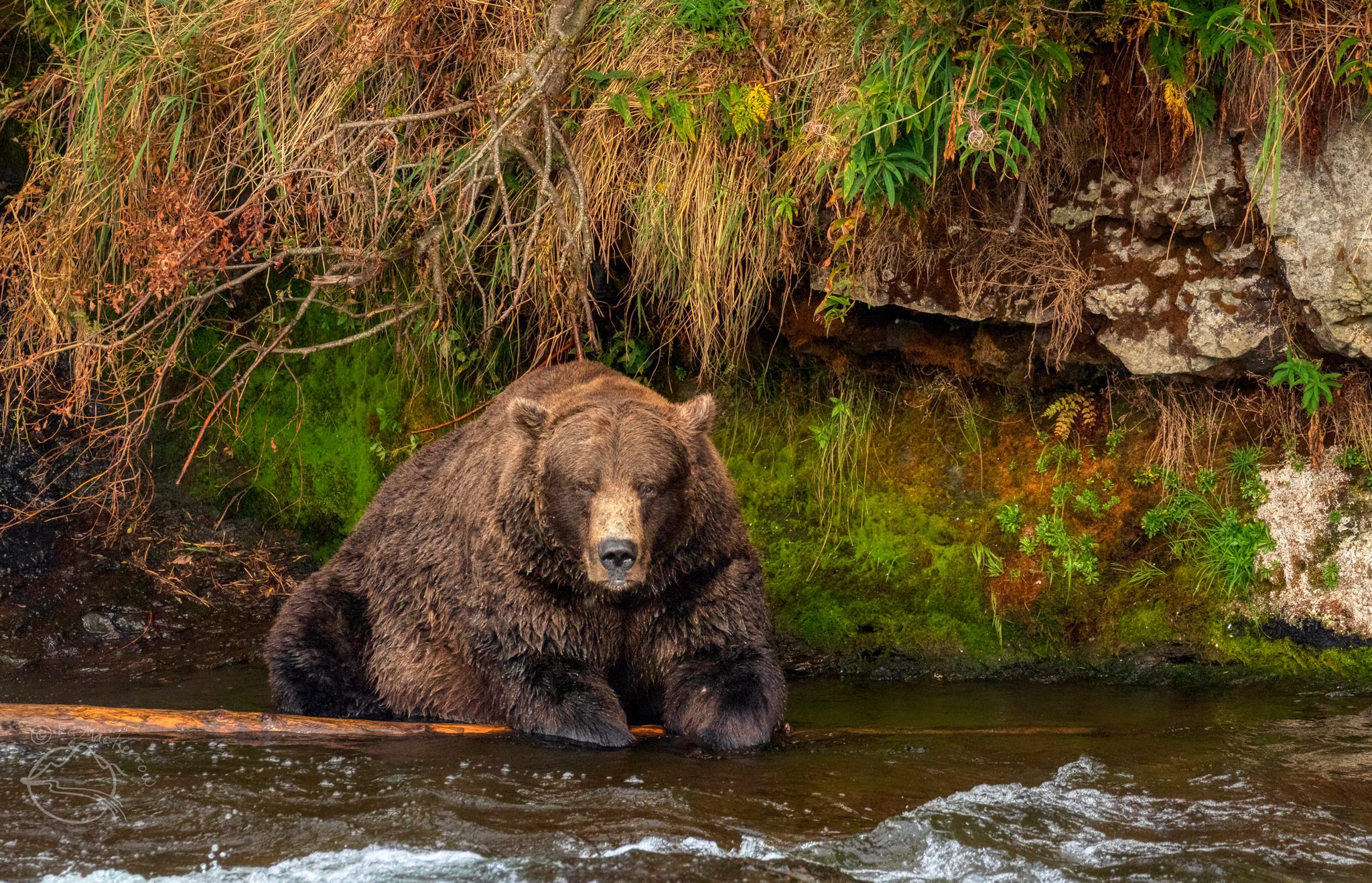 Large Alaskan Brown Bear in the fall ready for hibernation